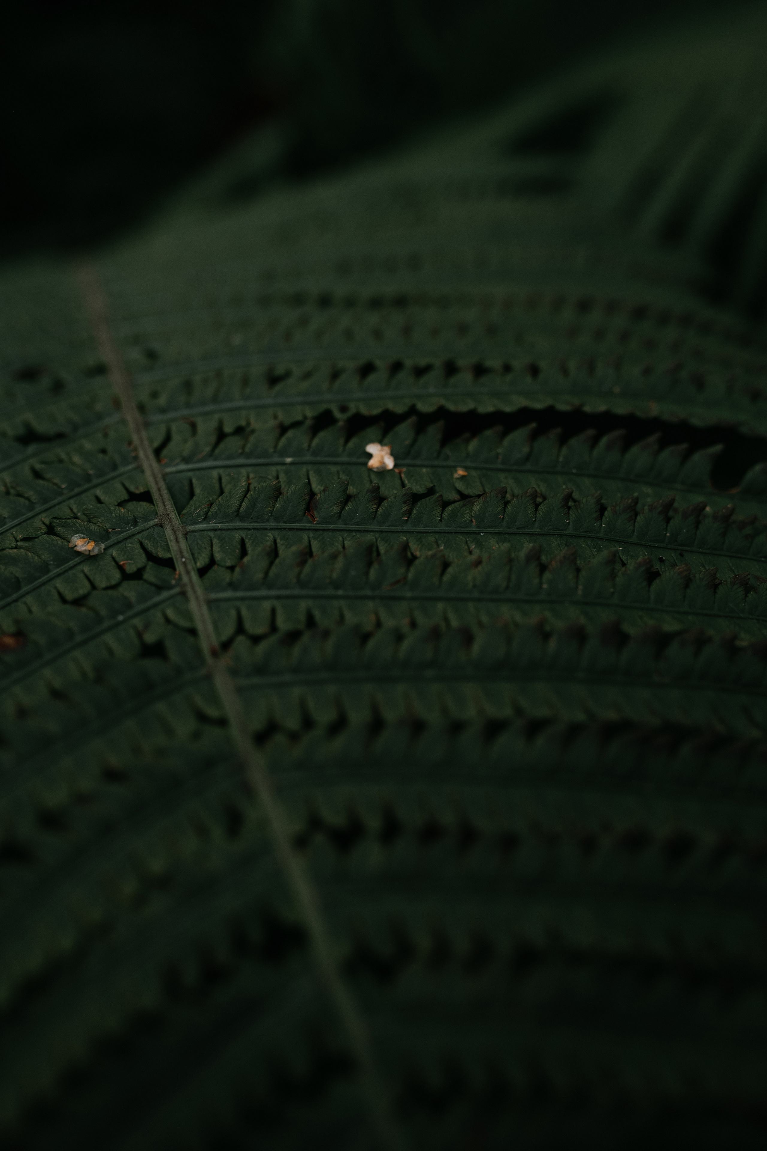 Wedding day #36. Свадебный, семейный фотограф в Рязани Лена Брант