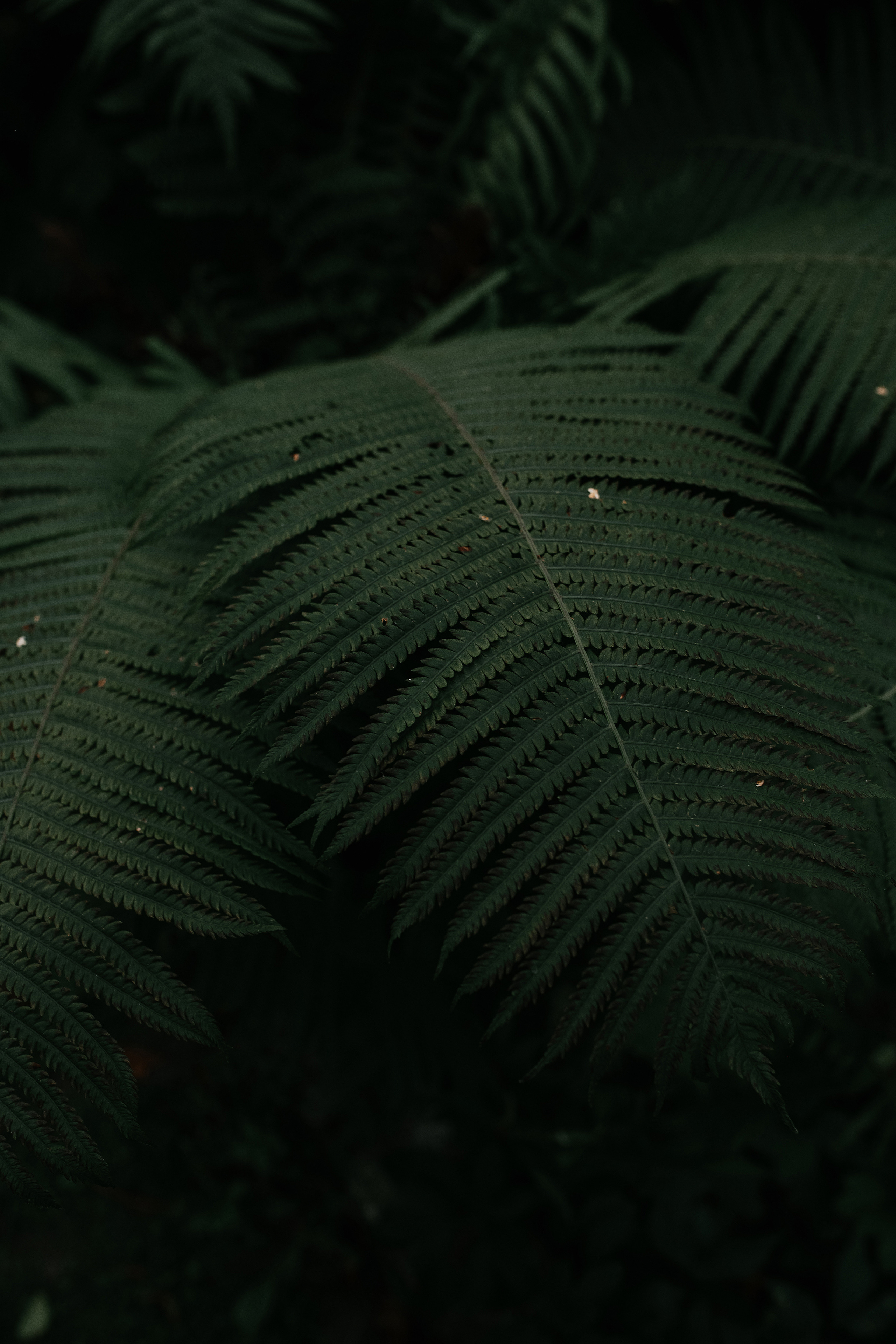 Wedding day #36. Свадебный, семейный фотограф в Рязани Лена Брант