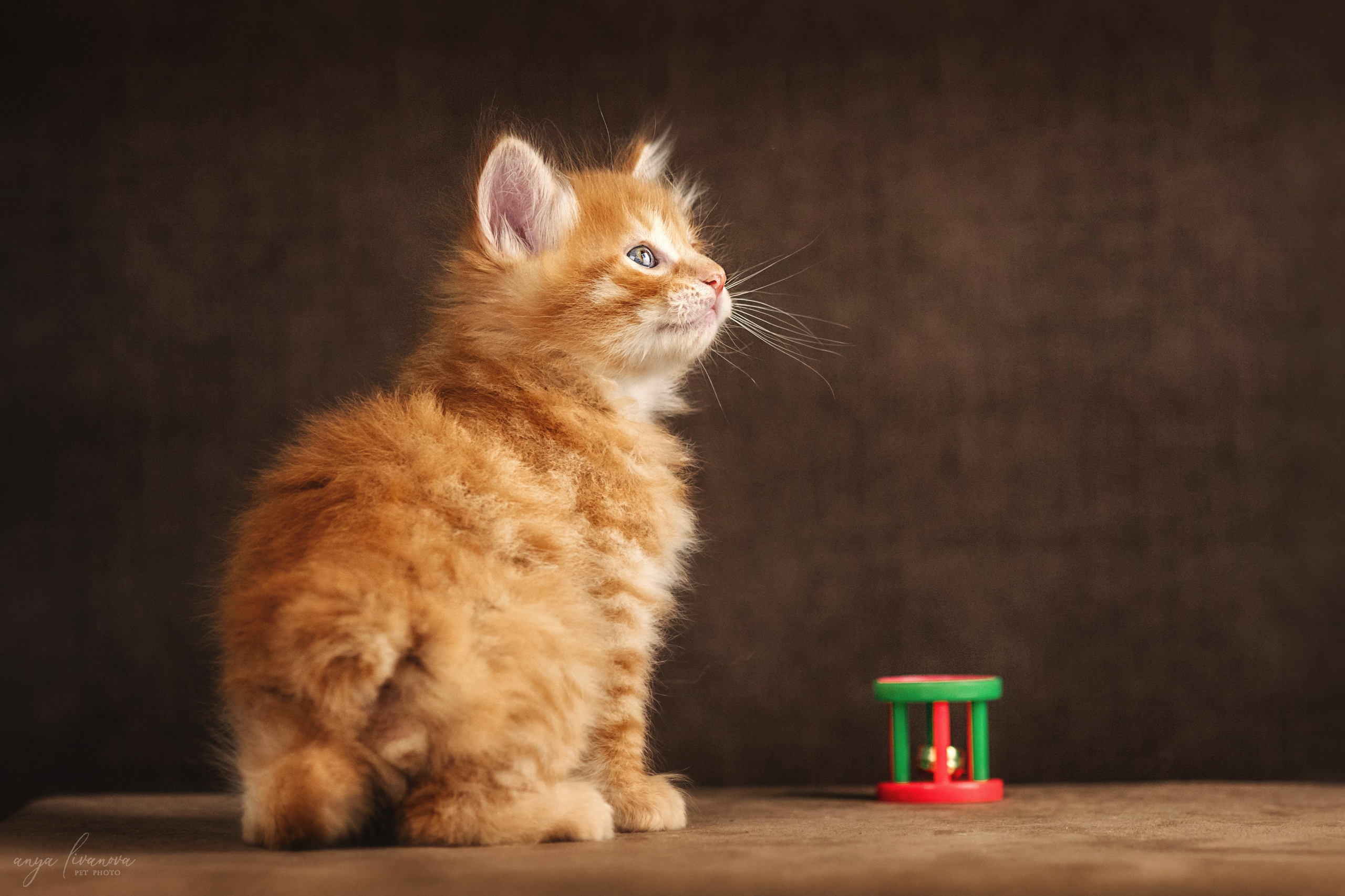 Курильские бобтейлы. Фотограф анималист Аня Ливанова | Рыбинск