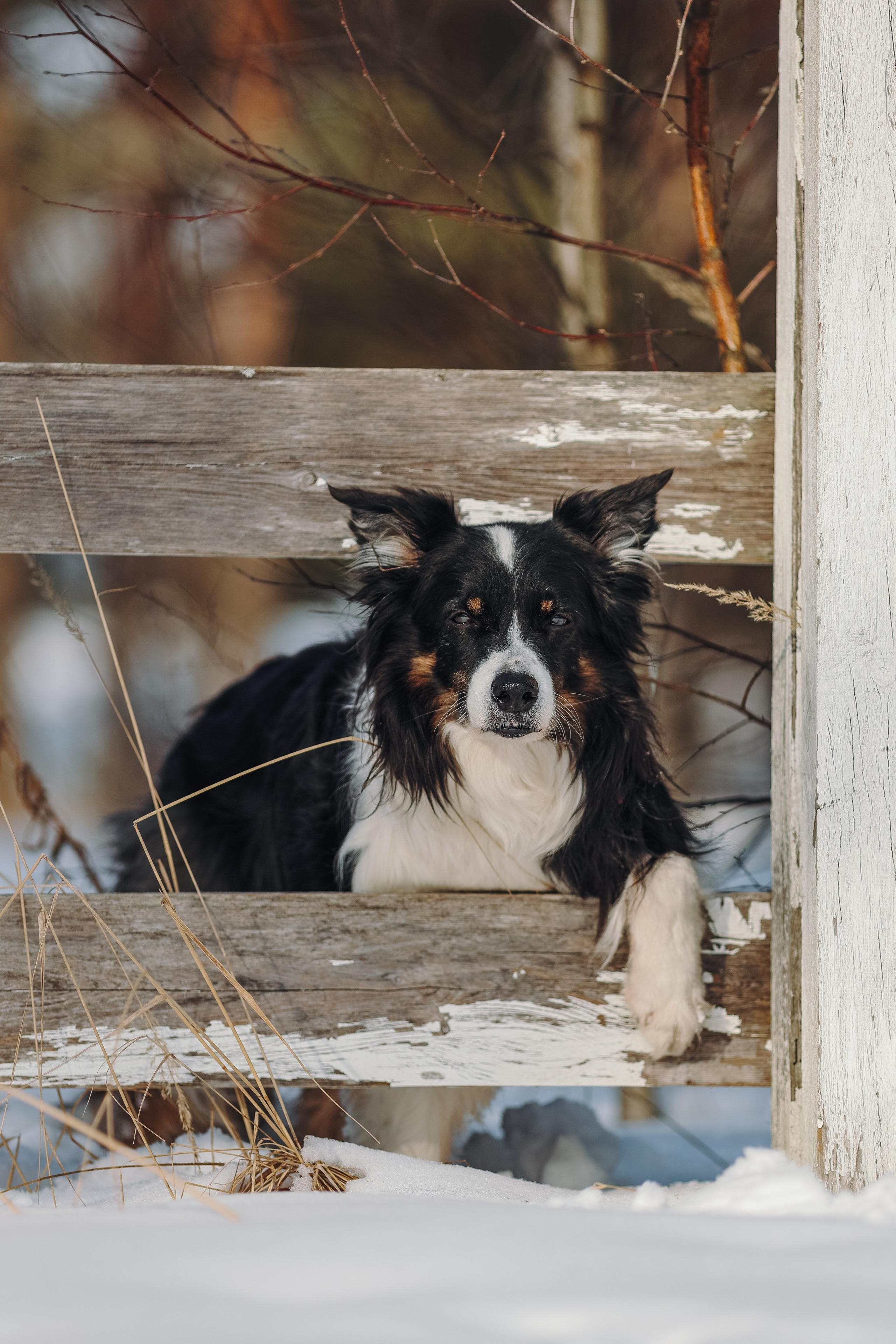 На природе. Фотограф- анималист Санкт-Петербург