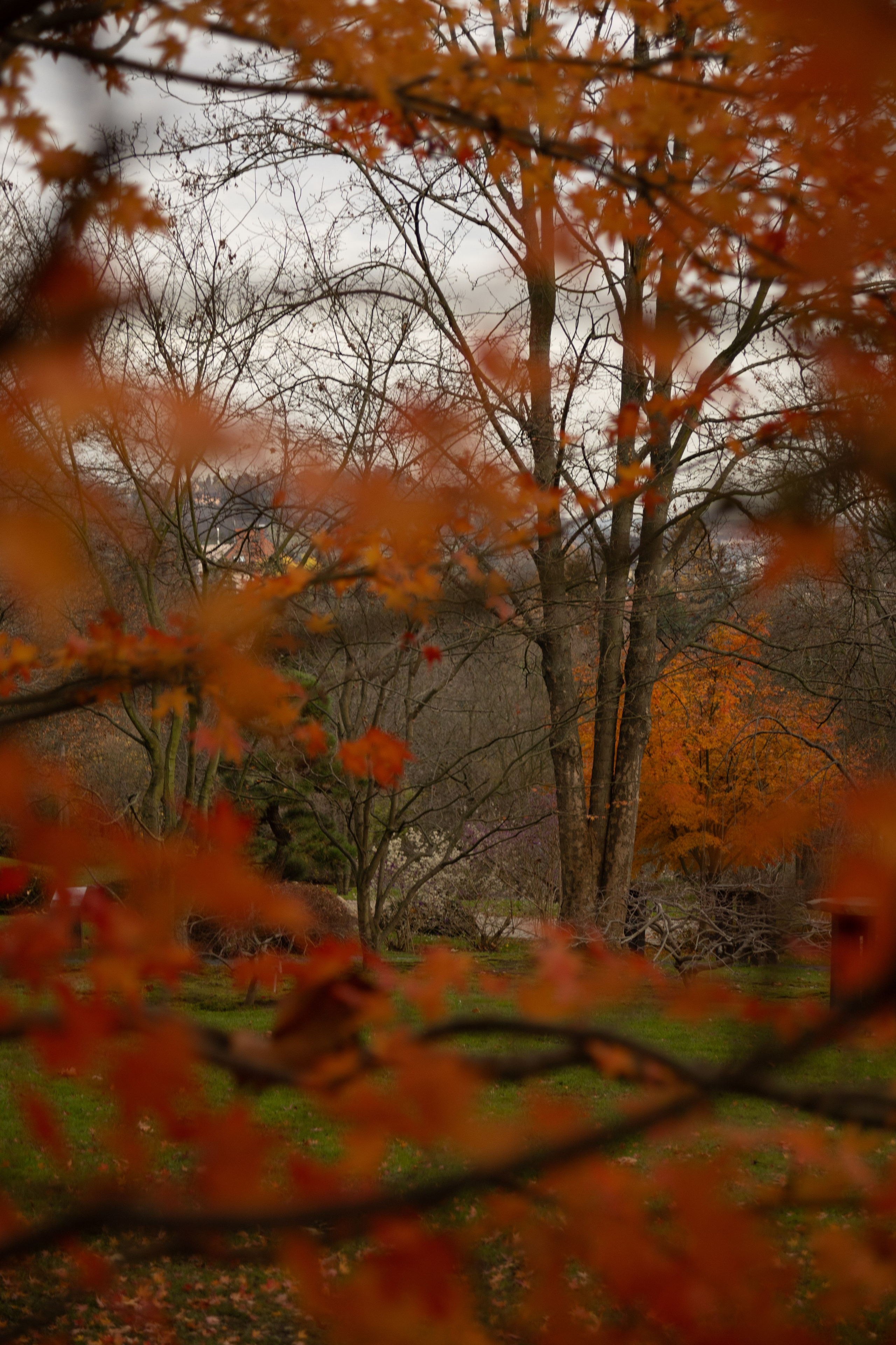Tea exhibition, Prague. Magic photos