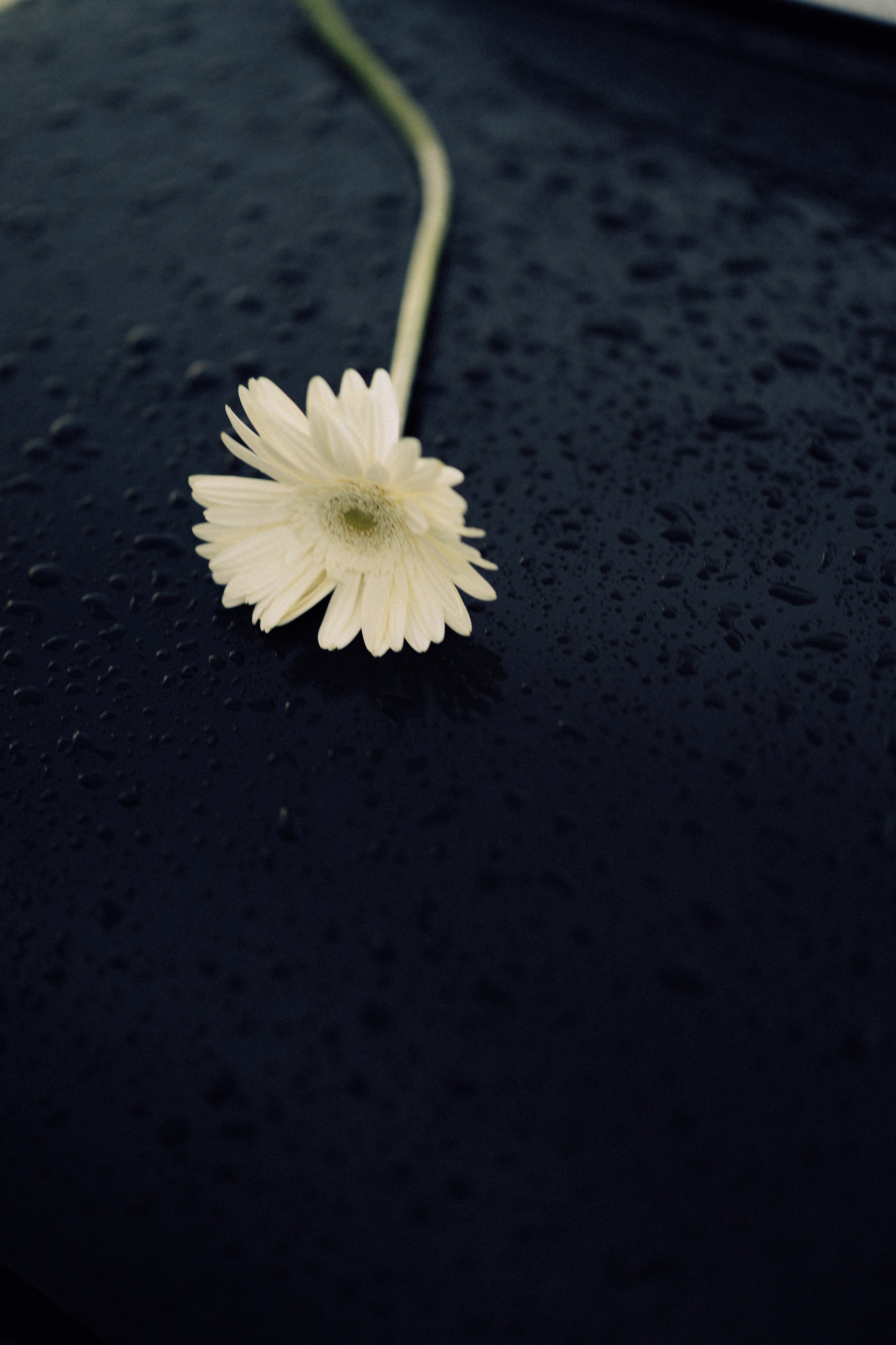 Ваня и Тоня. Daria Chigintseva Photographer