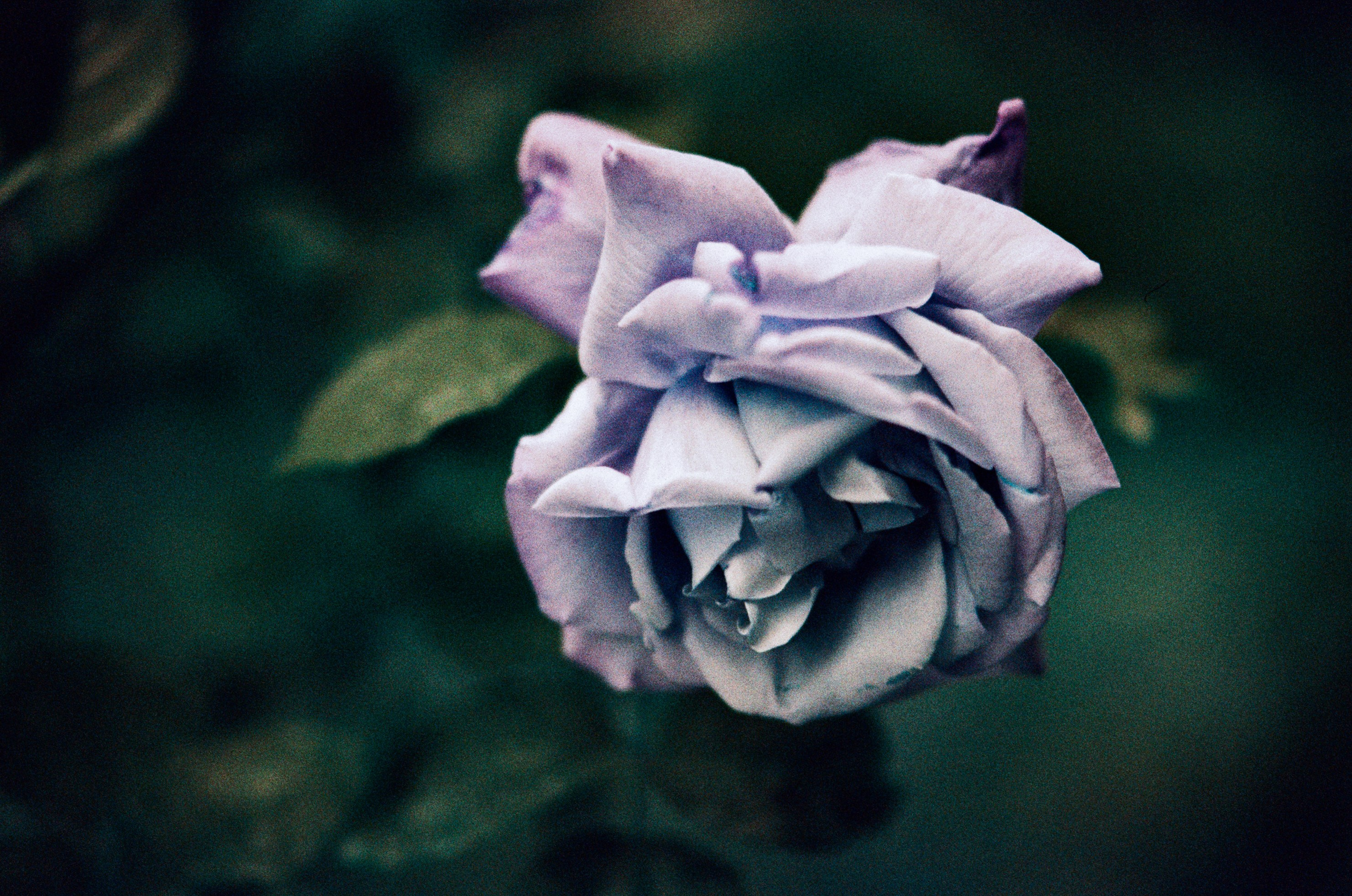 Pain shopping // ukraine, crimea III. EVER EXPOSED