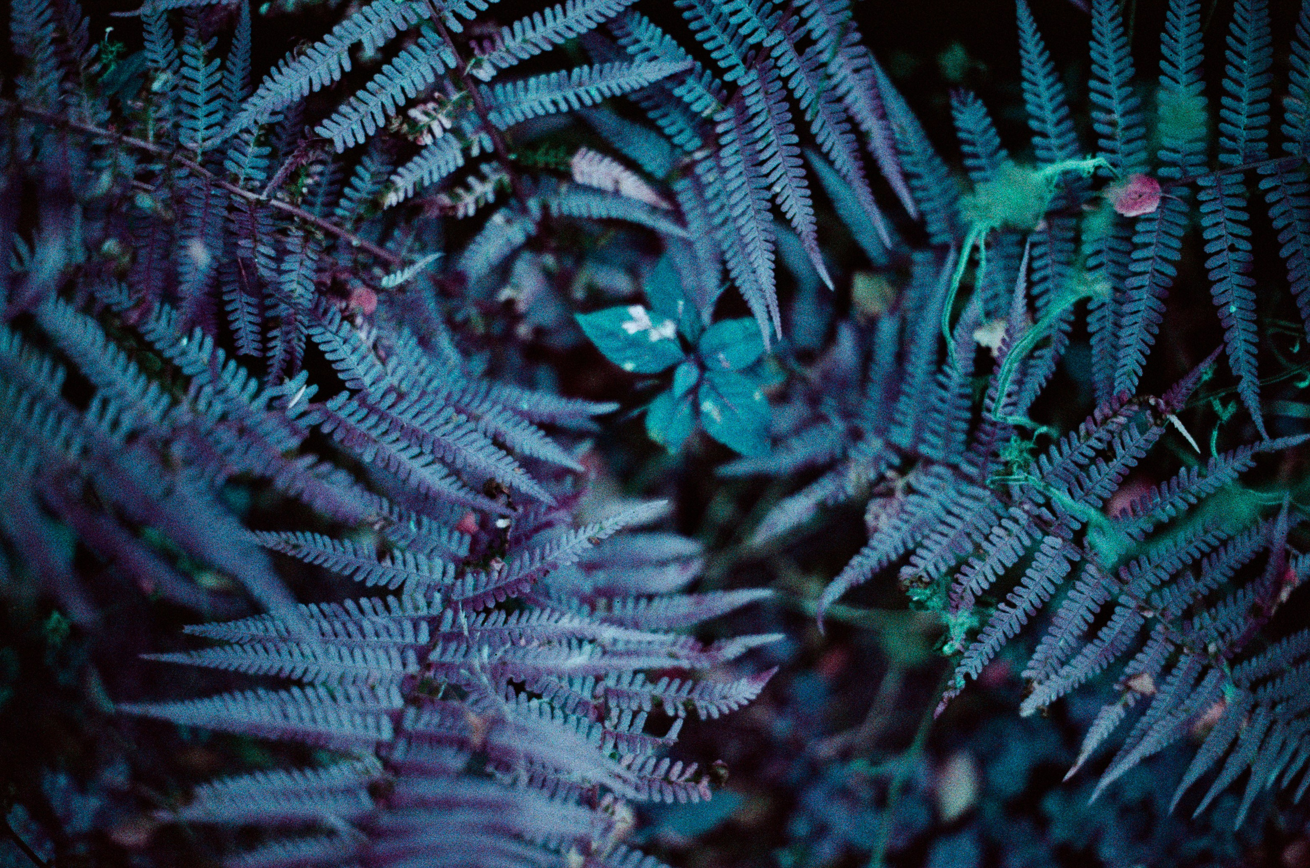 Purple overdose. EVER EXPOSED