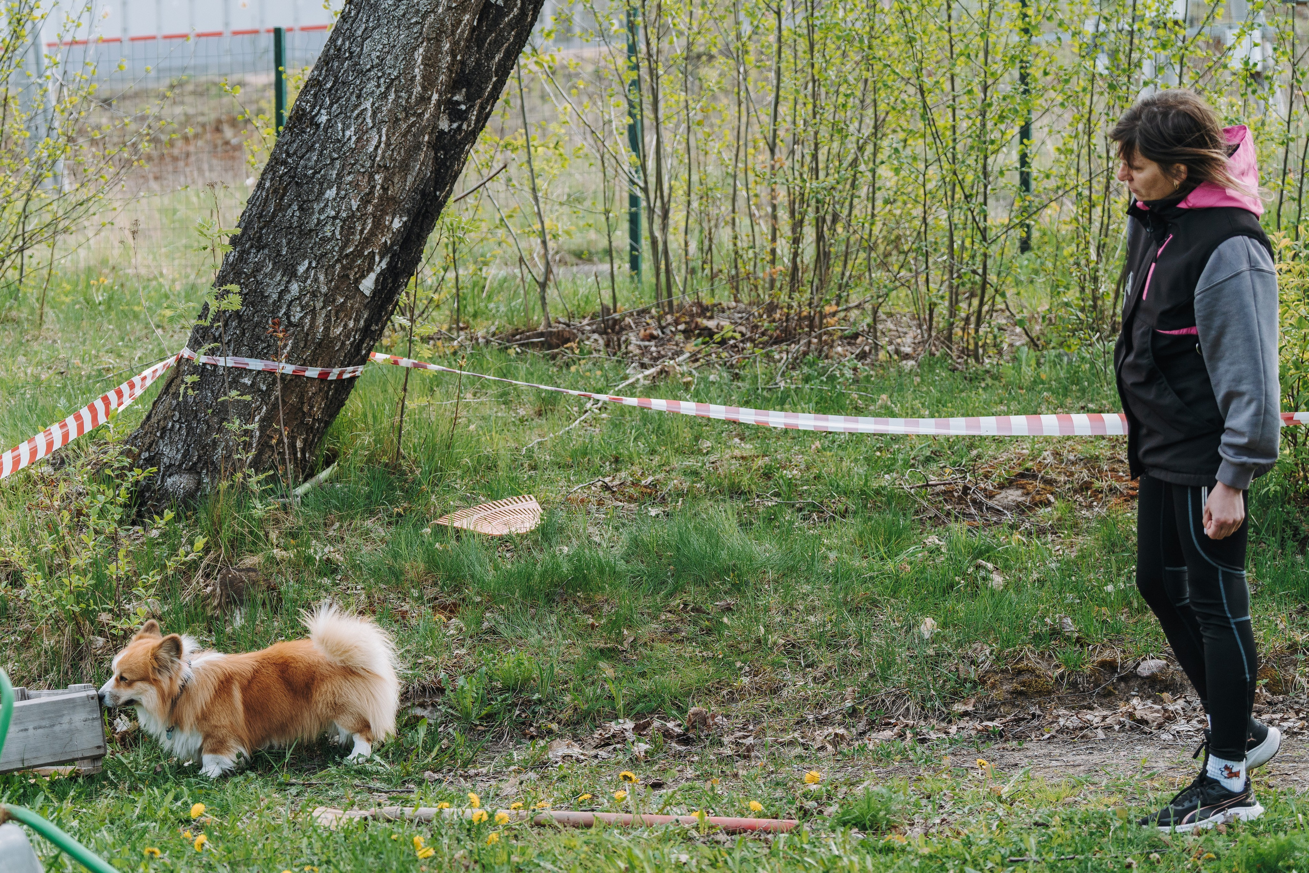 Соревнования по ноузворку в Лосево. Фотограф анималист в Спб недорого Олеся Майорова