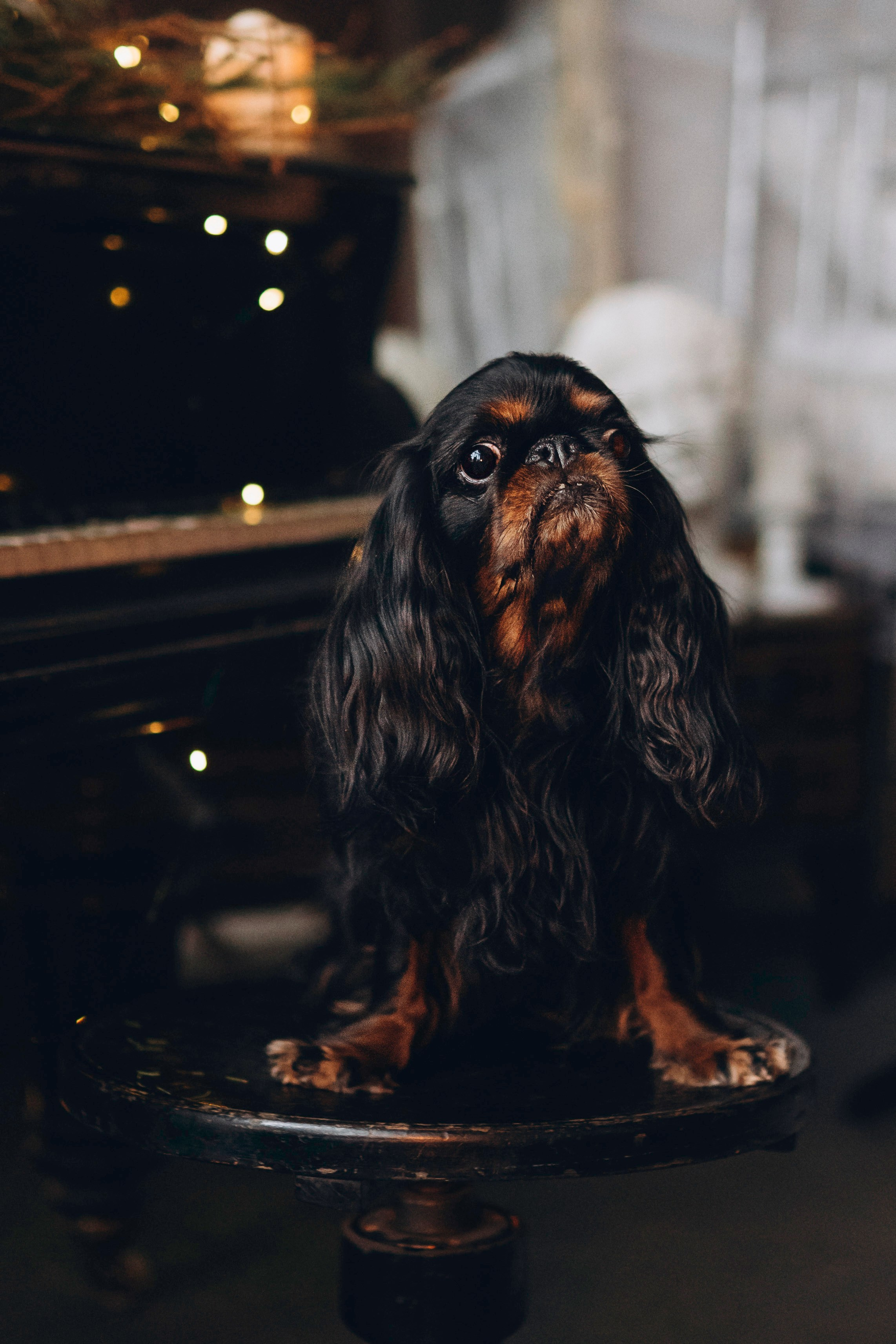 Ариша и её семья. Фотограф анималист в Спб недорого Олеся Майорова