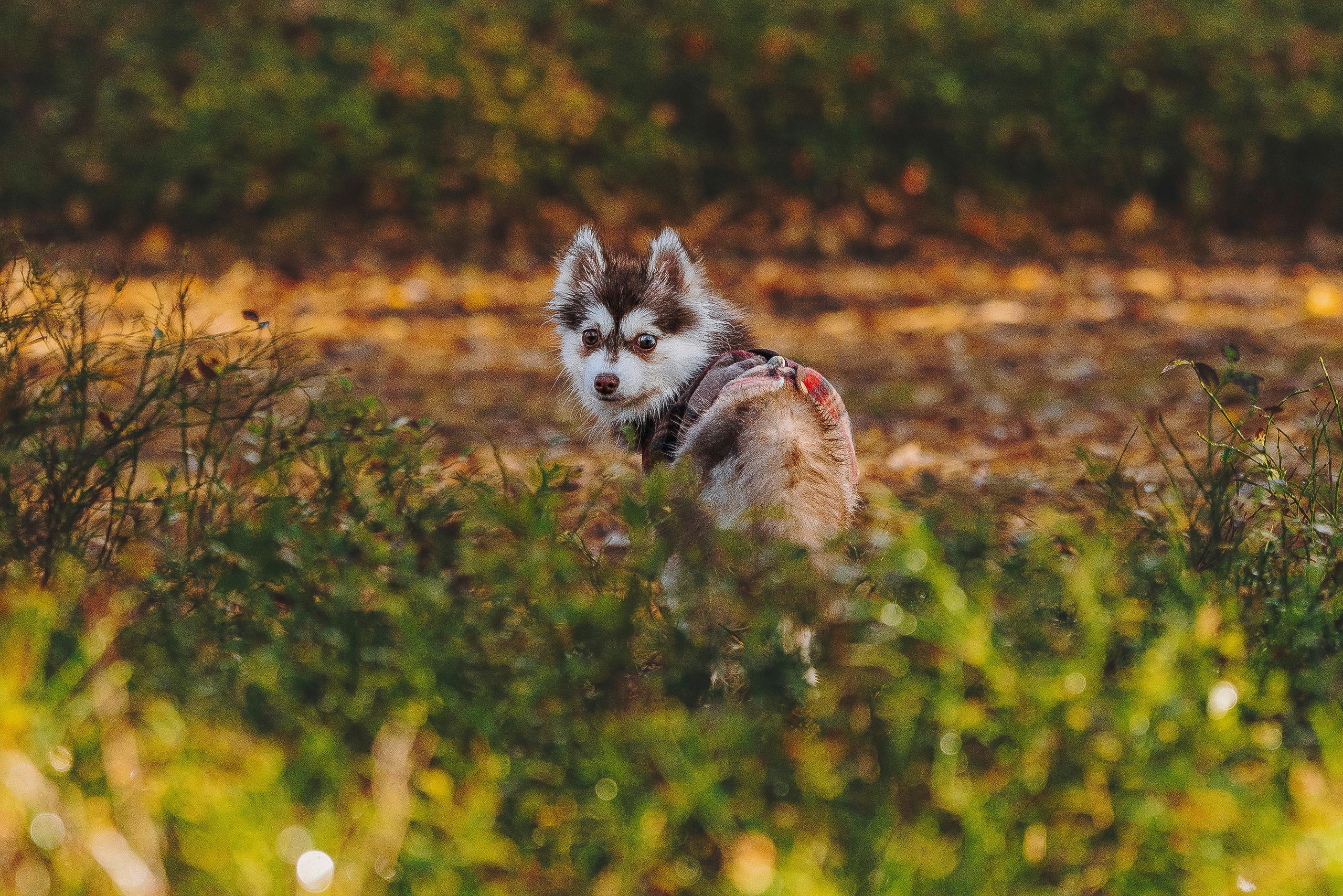 Катерина и Дрэка. Фотограф анималист в Спб недорого Олеся Майорова