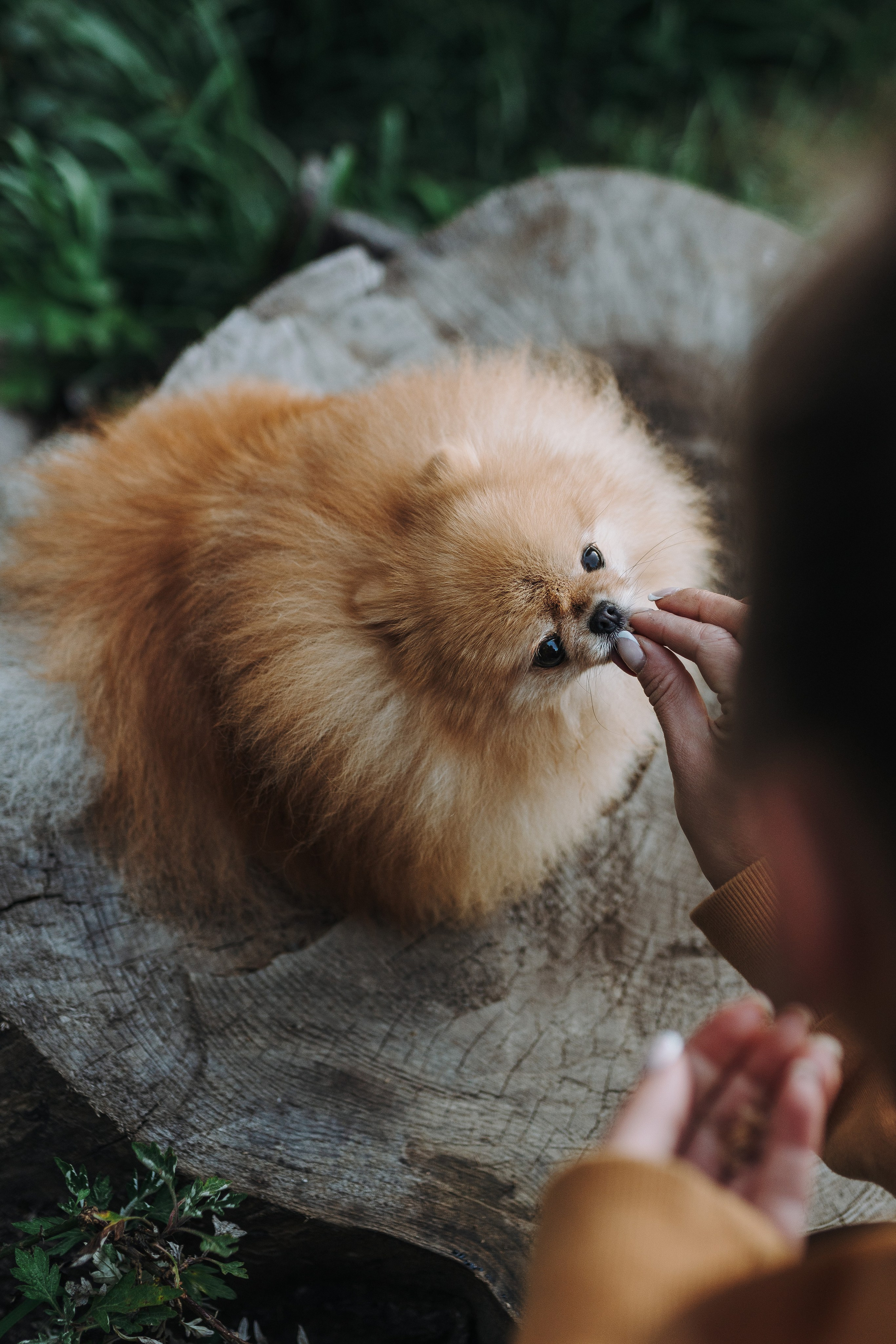 Наталья и Софа. Фотограф анималист в Спб недорого Олеся Майорова