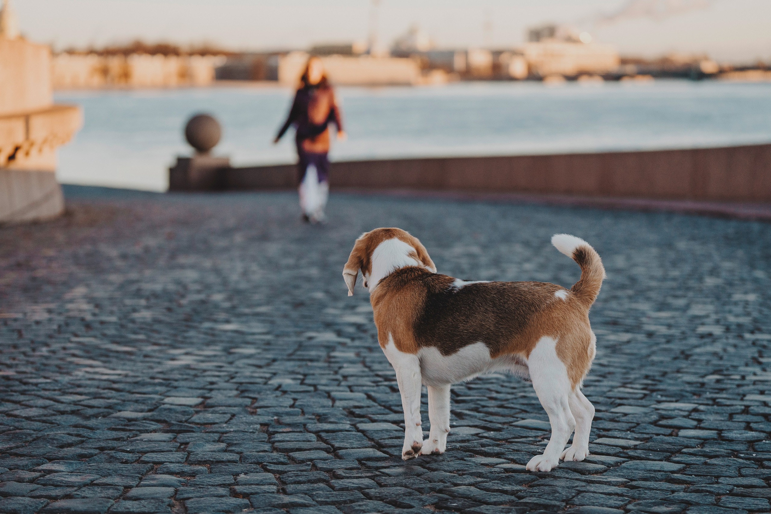 Ксения и Гаечка. Фотограф анималист в Спб недорого Олеся Майорова