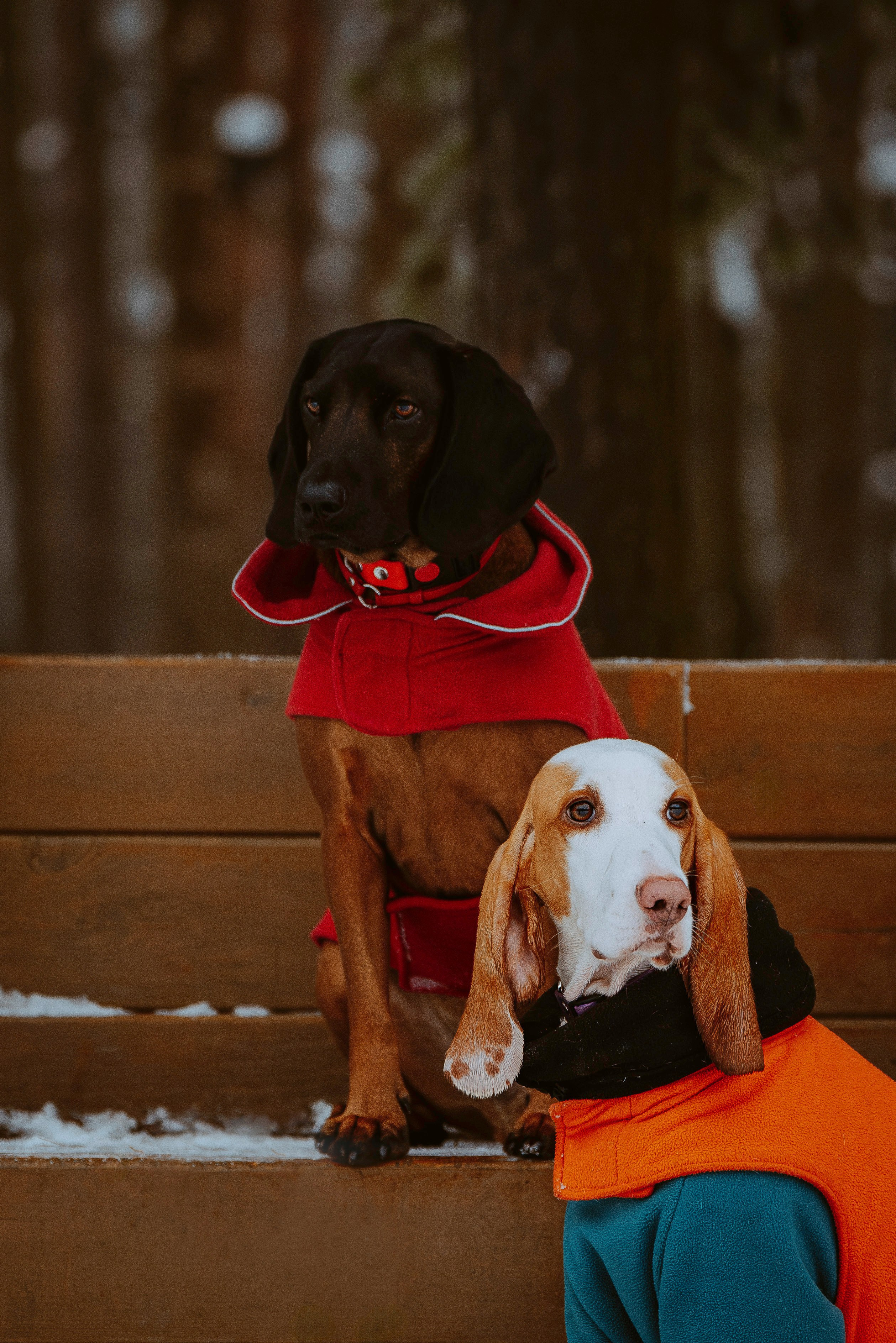 Ольга, Рора и Румпель. Фотограф анималист в Спб недорого Олеся Майорова