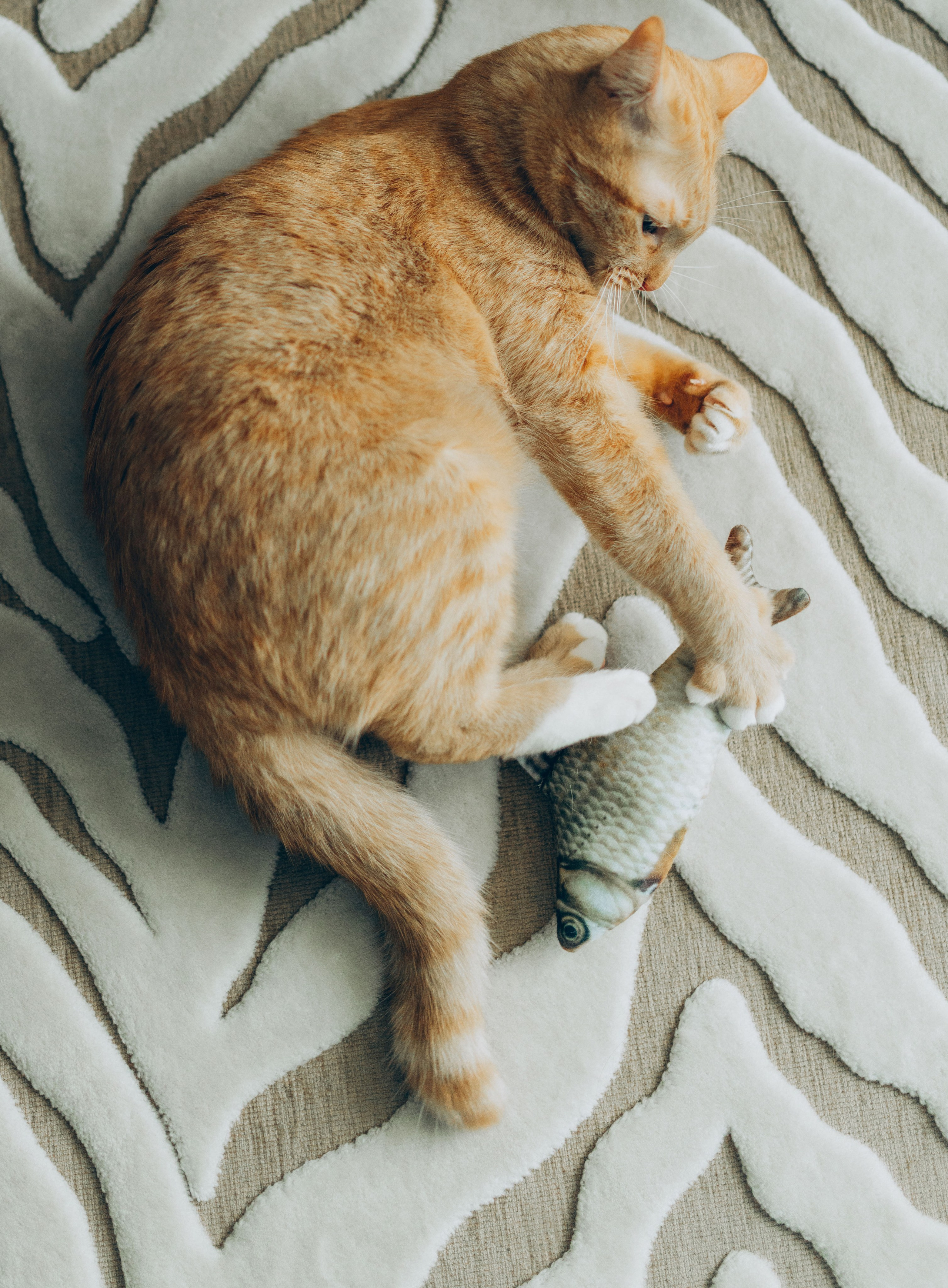 Даша и Брукс. Фотограф анималист в Спб недорого Олеся Майорова