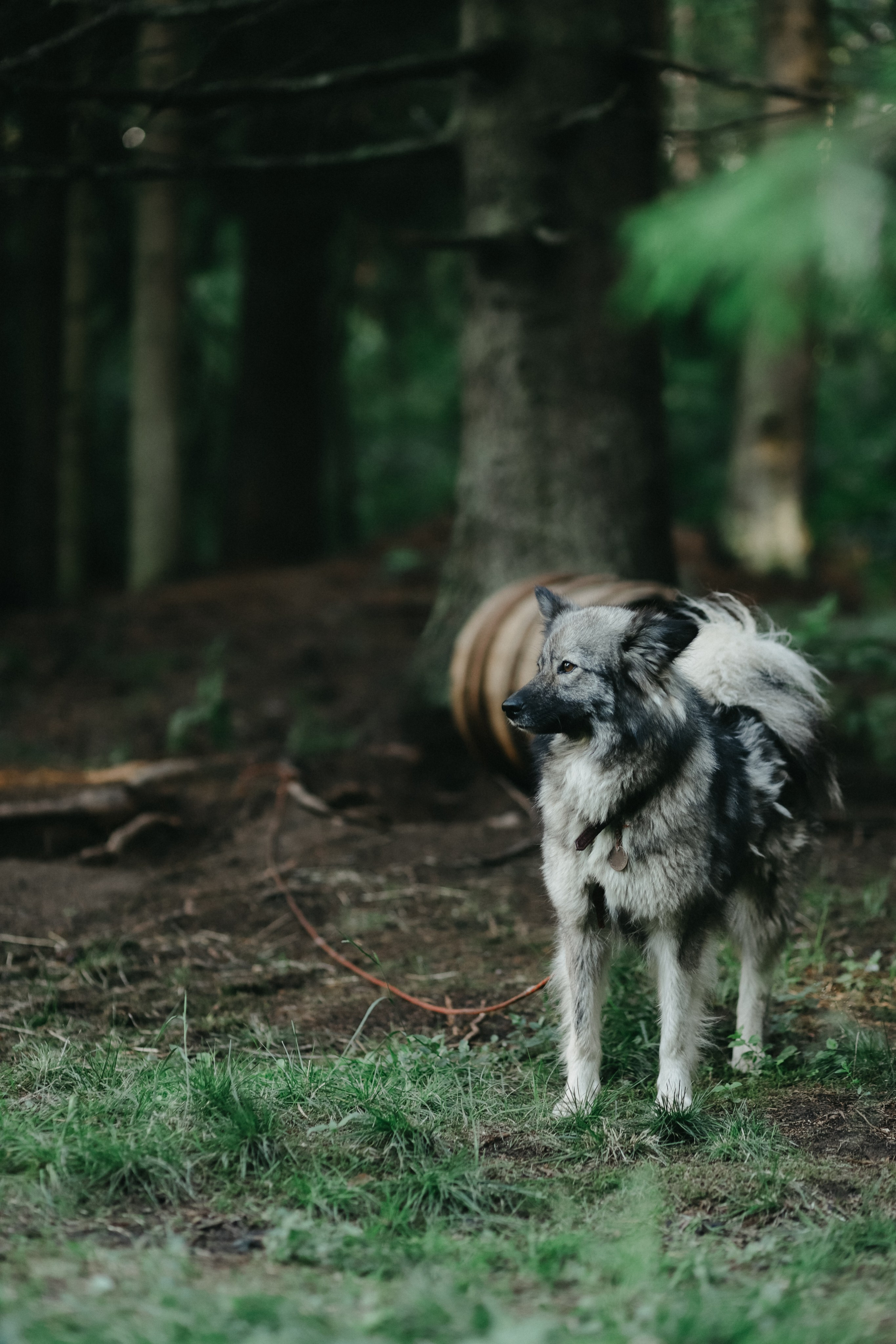 Ферма. Фотограф Москва и Санкт-Петербург