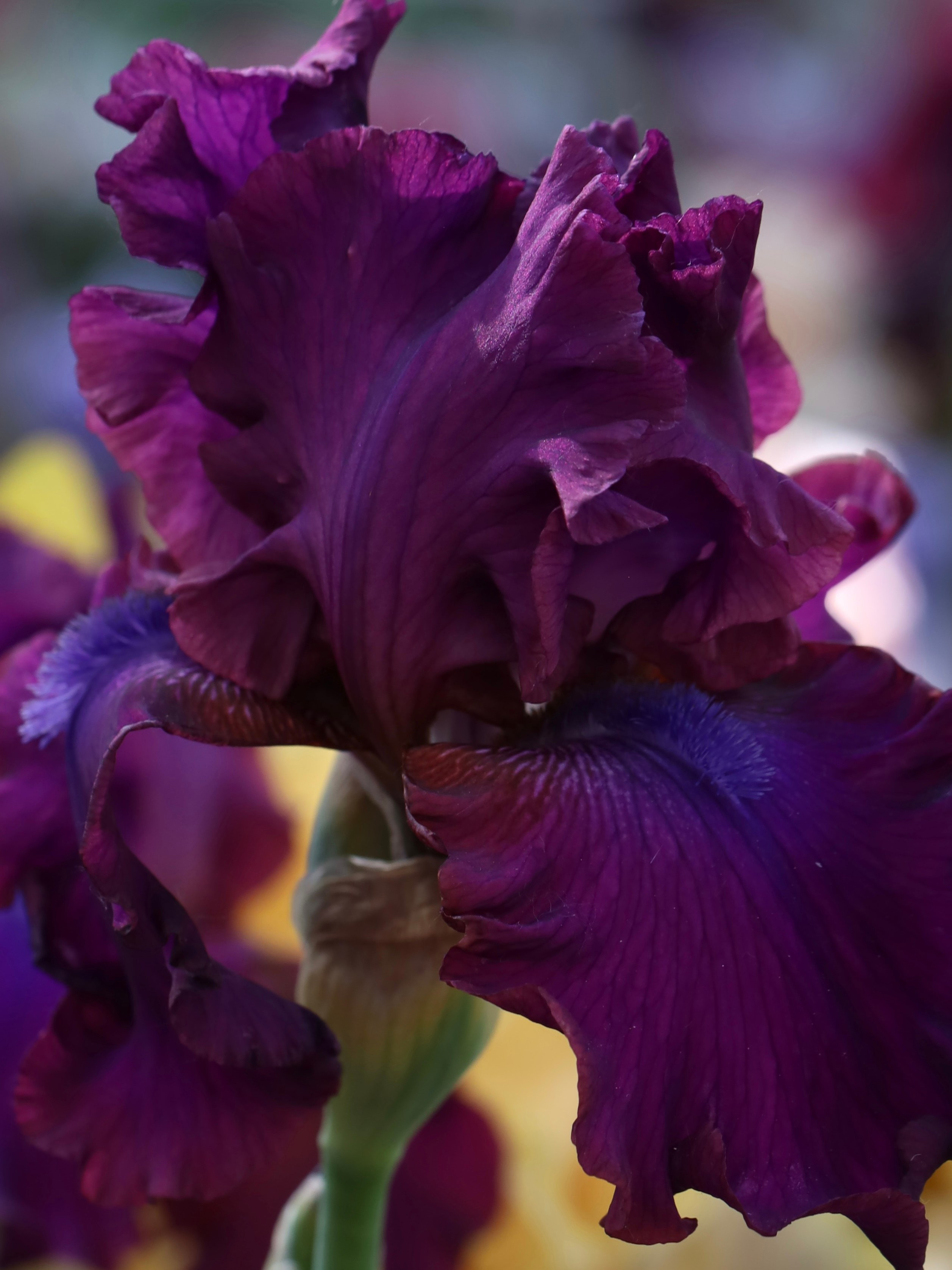 Фестиваль пионов и ирисов в Аптекарском огороде — июнь 2023. Фотосессии и репортаж — Фотограф в Москве — Рина Серёгина