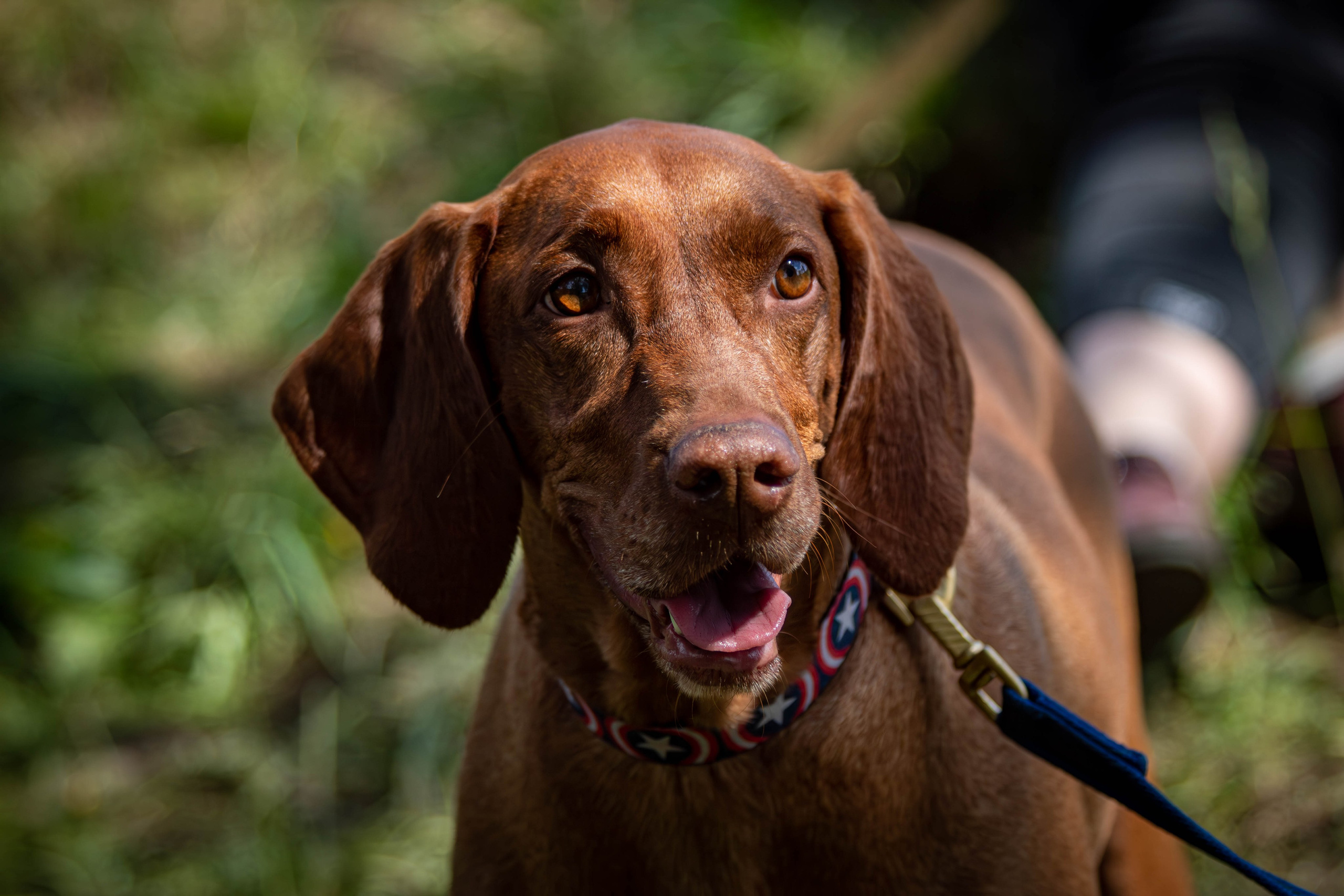 Хвостатый Драйв 2024. Фотограф анималист — Тула, Москва
