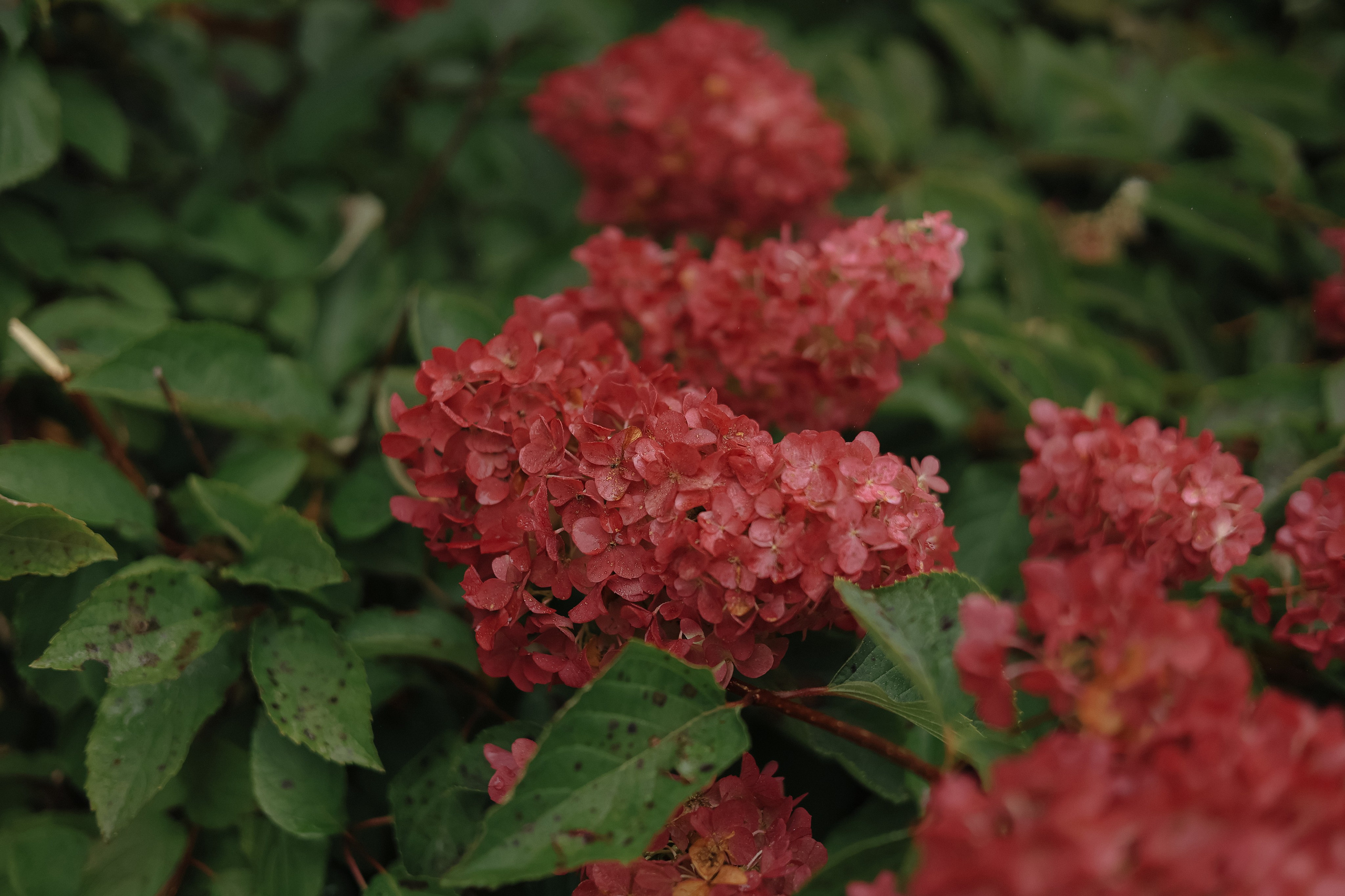 Ксения & Рустам. Свадебный и семейный фотограф Кузнецк Пенза Ульяновск