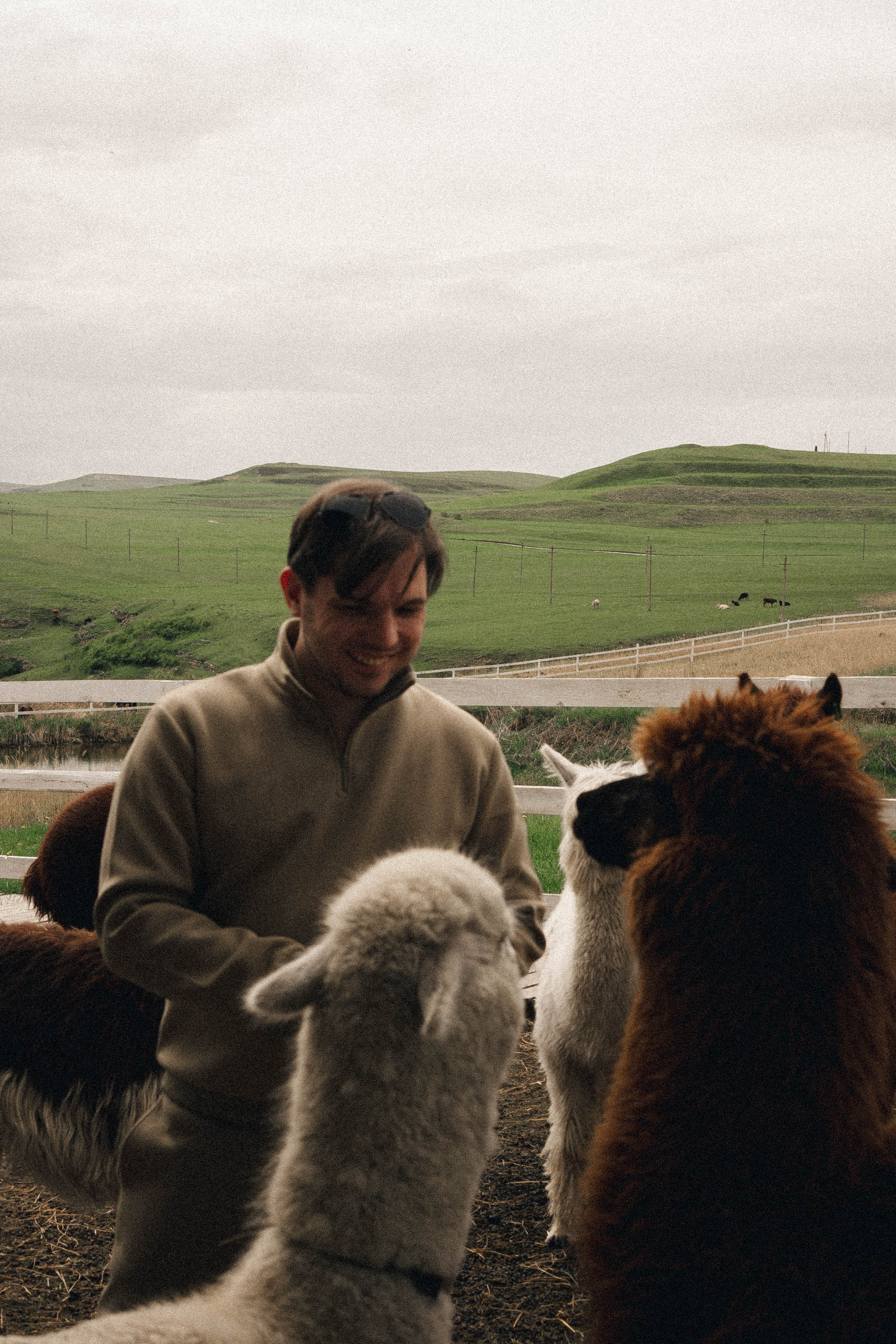 Ферма Альпак. Профессиональный фотограф, Санкт-Петербург — Виктория Богомолова