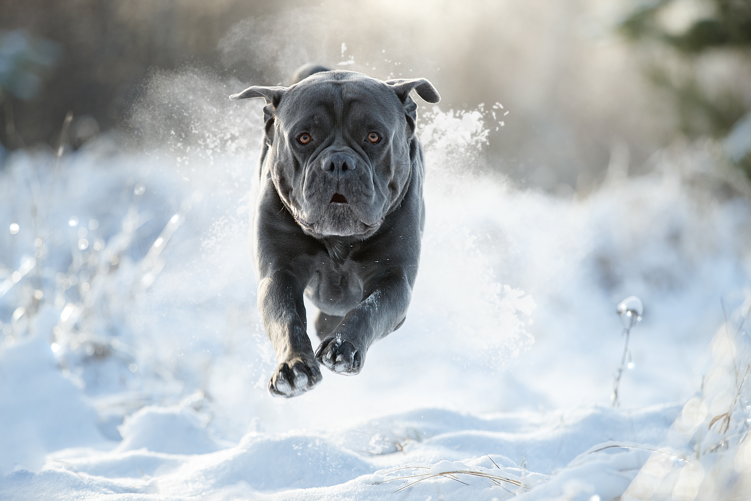 35AWARDS — 5TH international photo awards Лучшие фотографы в номинации Движение. Фотограф анималист в Санкт-Петербурге Светлана Писарева