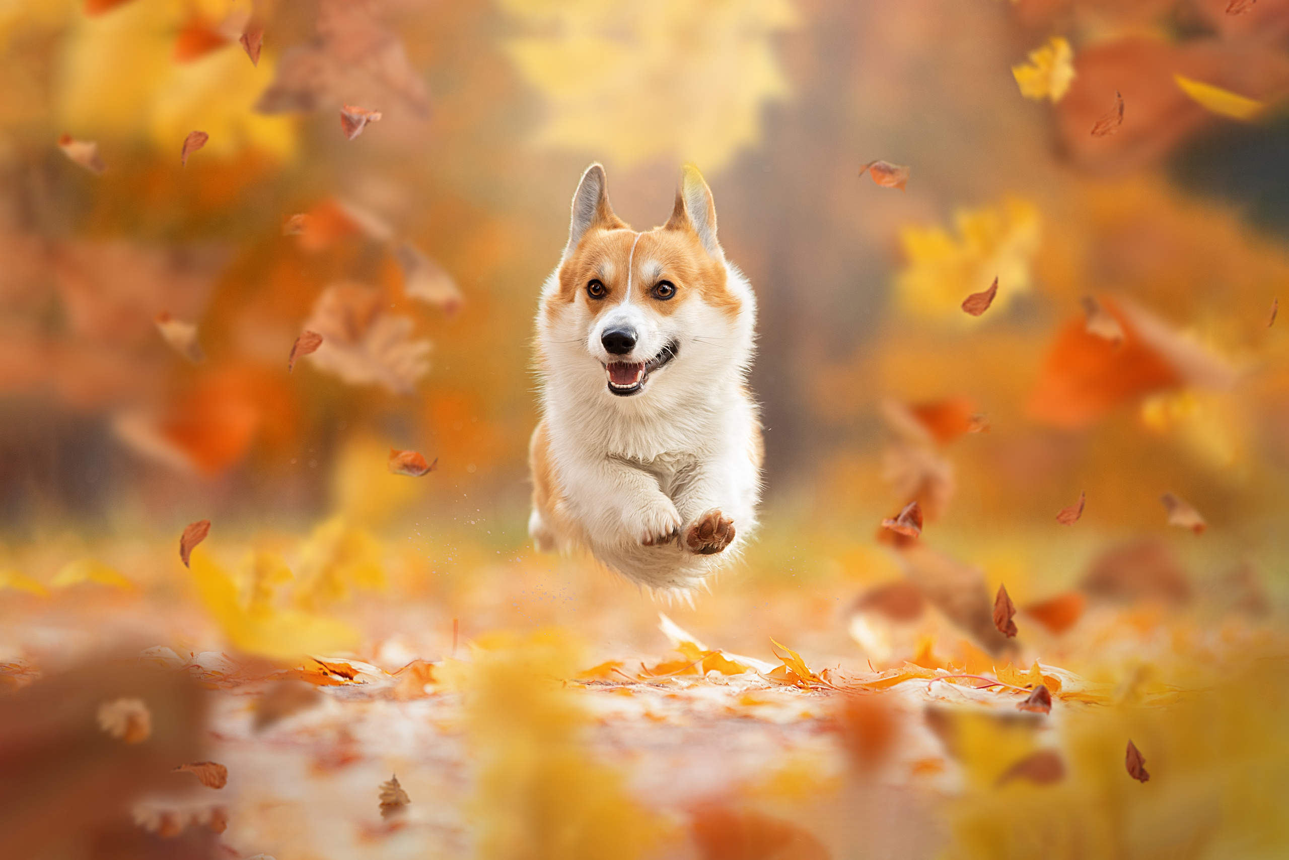 35AWARDS — 5TH international photo awards Лучшие фотографы в номинации Движение. Фотограф анималист в Санкт-Петербурге Светлана Писарева