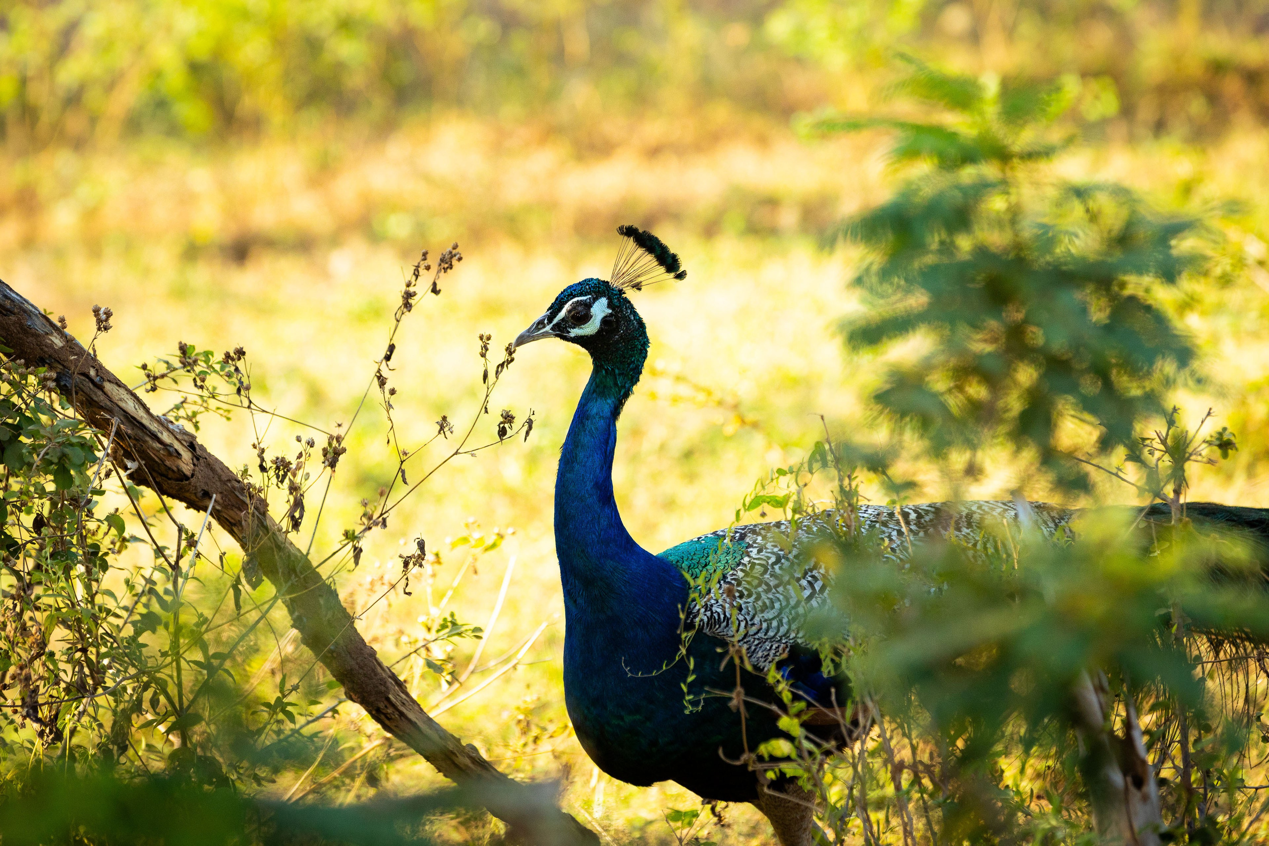 Шри-Ланка (весна 2024). Фотограф Виноградов Константин
