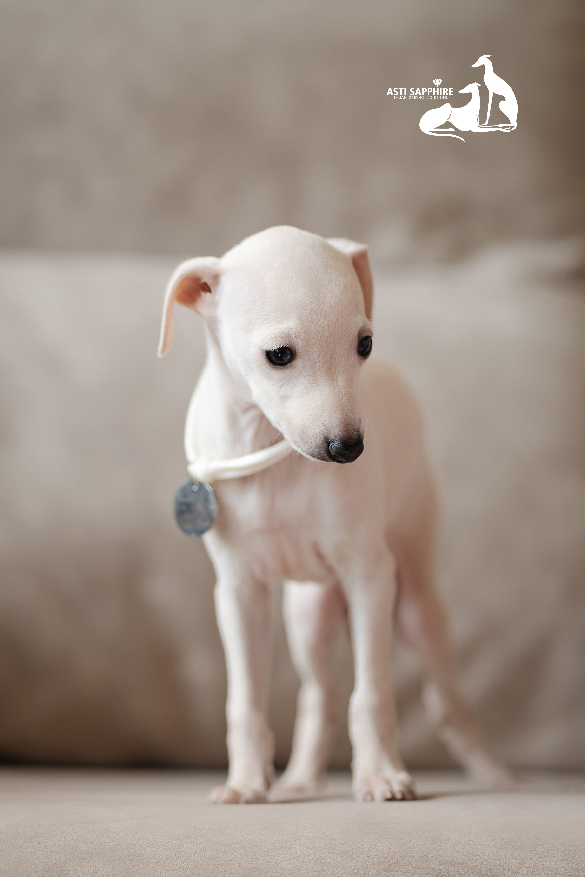 Белоснежные. Professional Italian Greyhound Kennel RKF/FCI ASTI SAPPHIRE 💎 Sochi|St. Petersburg