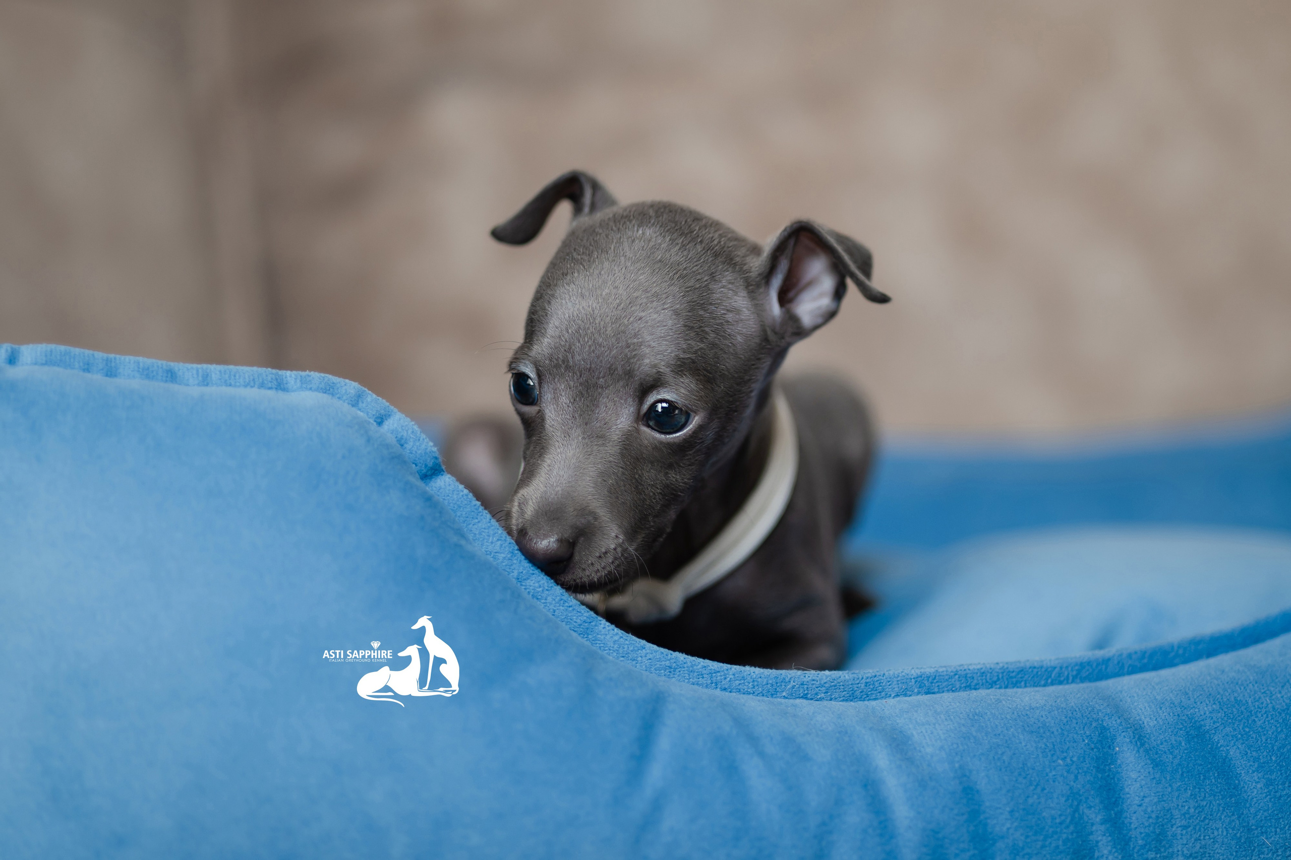 Весенние крошки. Professional Italian Greyhound Kennel RKF/FCI ASTI SAPPHIRE 💎 Sochi|St. Petersburg