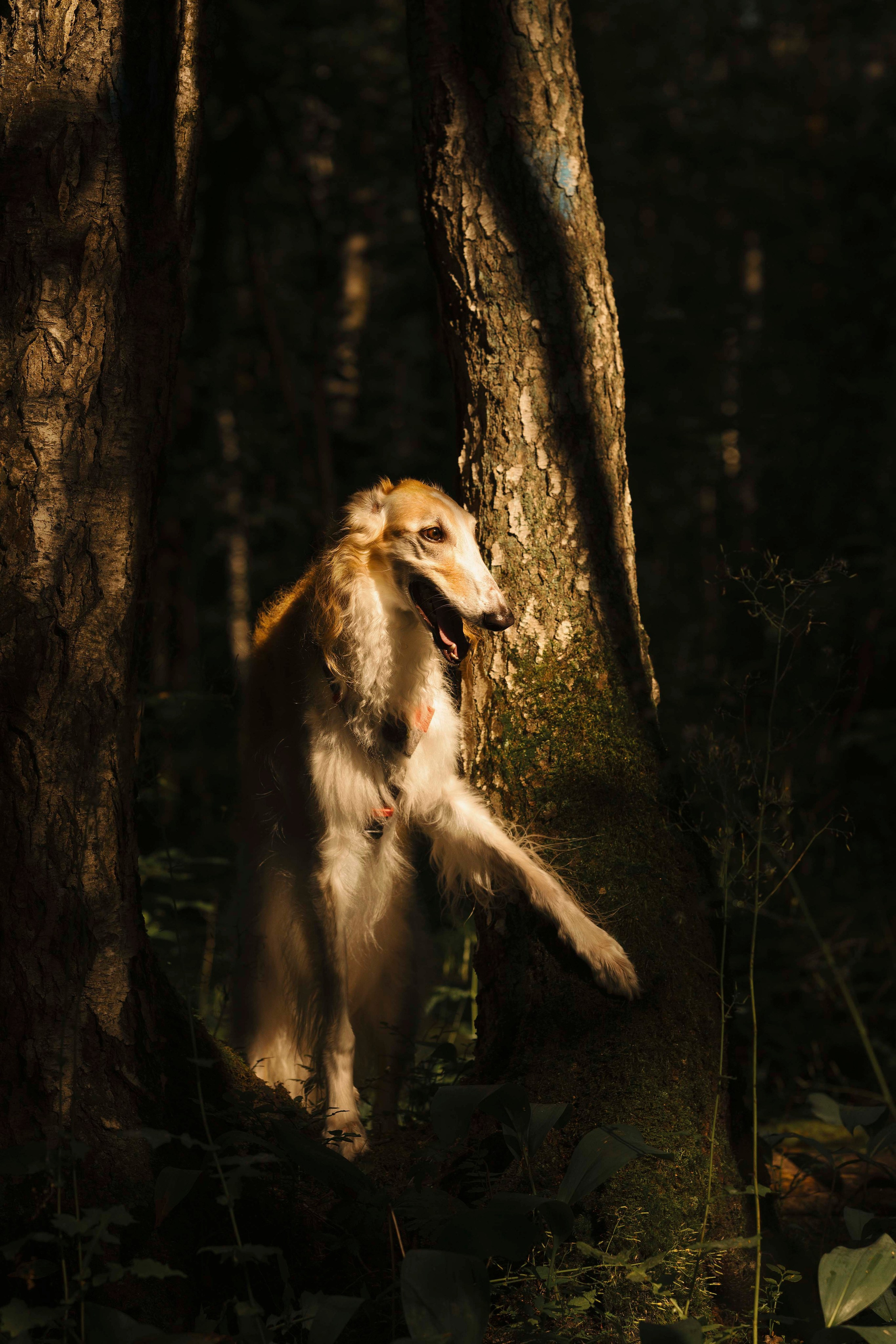 Тайга. Фотограф- анималист Александра Матвеева