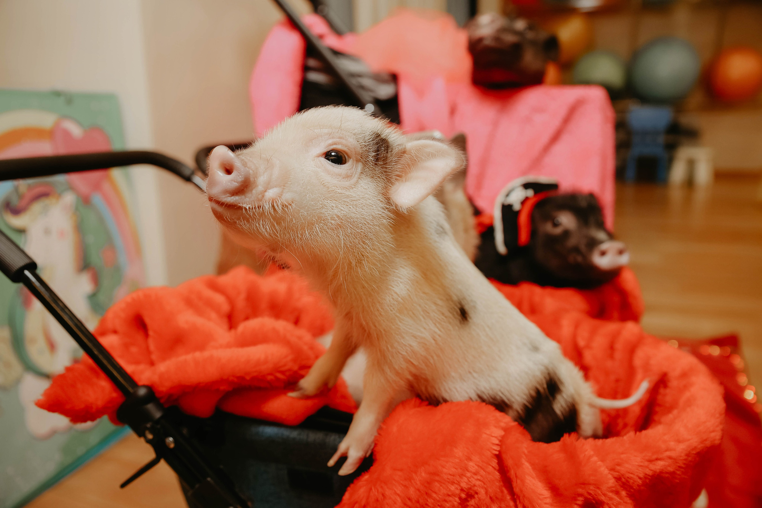 Белле 5 лет. Фотограф в Москве и любой точке земного шара Алёна Вялова (Чулкова)