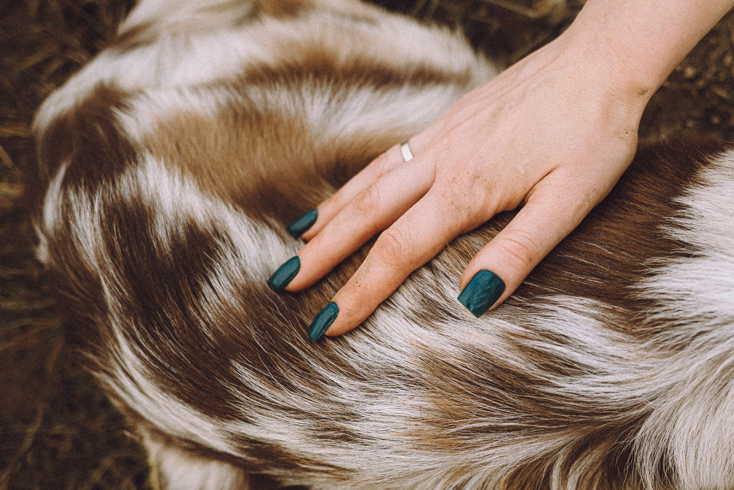 Как я выбираю, на какой объектив снимать животных?