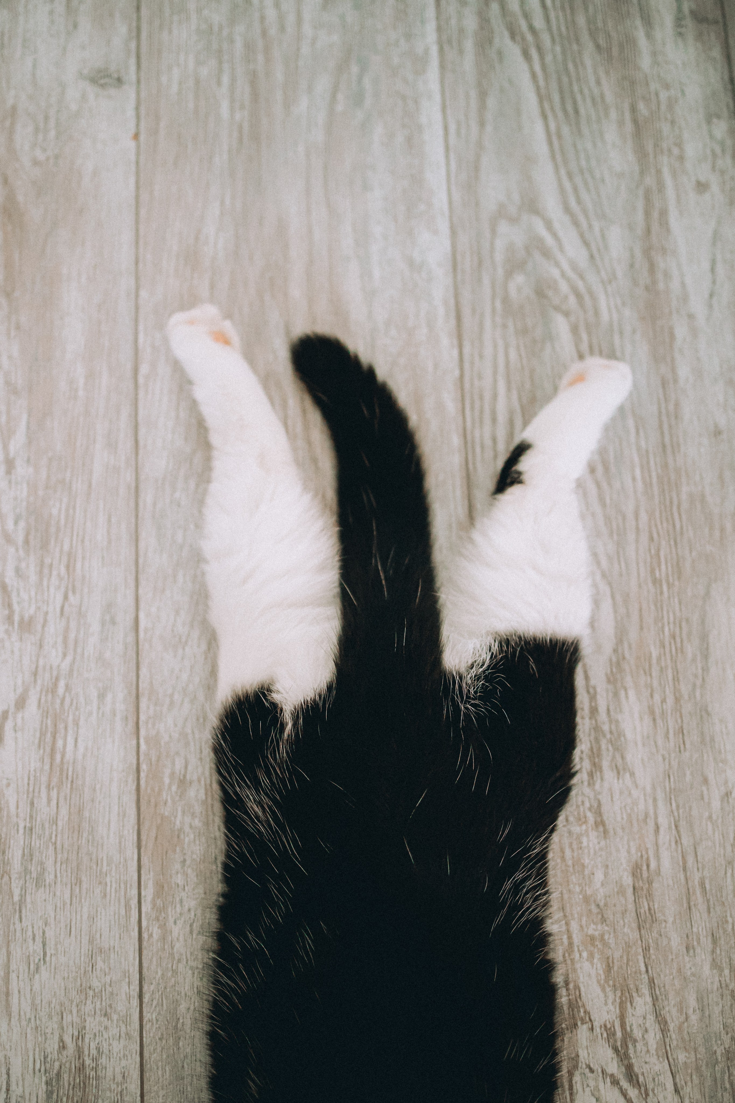 Рыся, Кепа и их семья