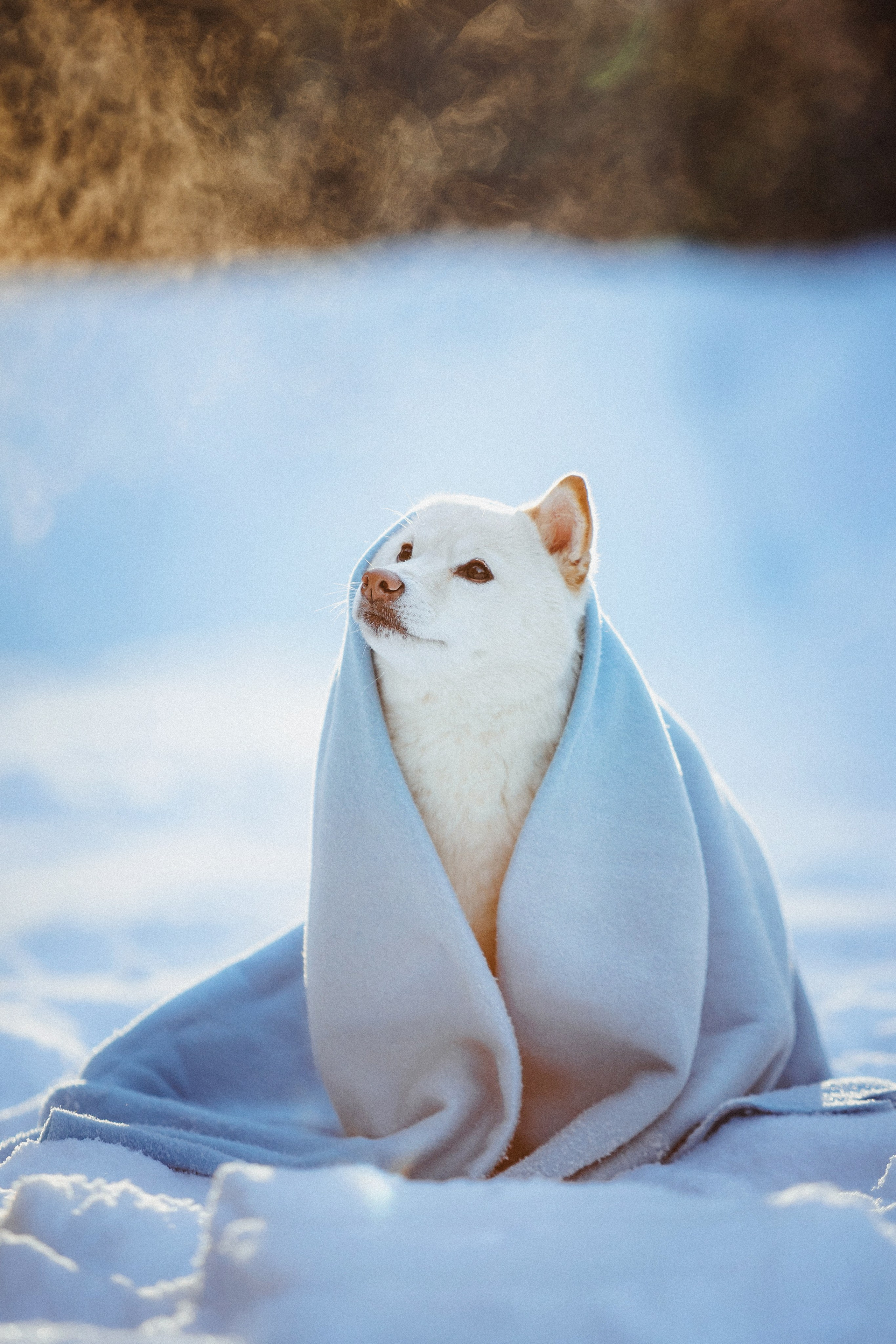 Шед, Цири и Ира