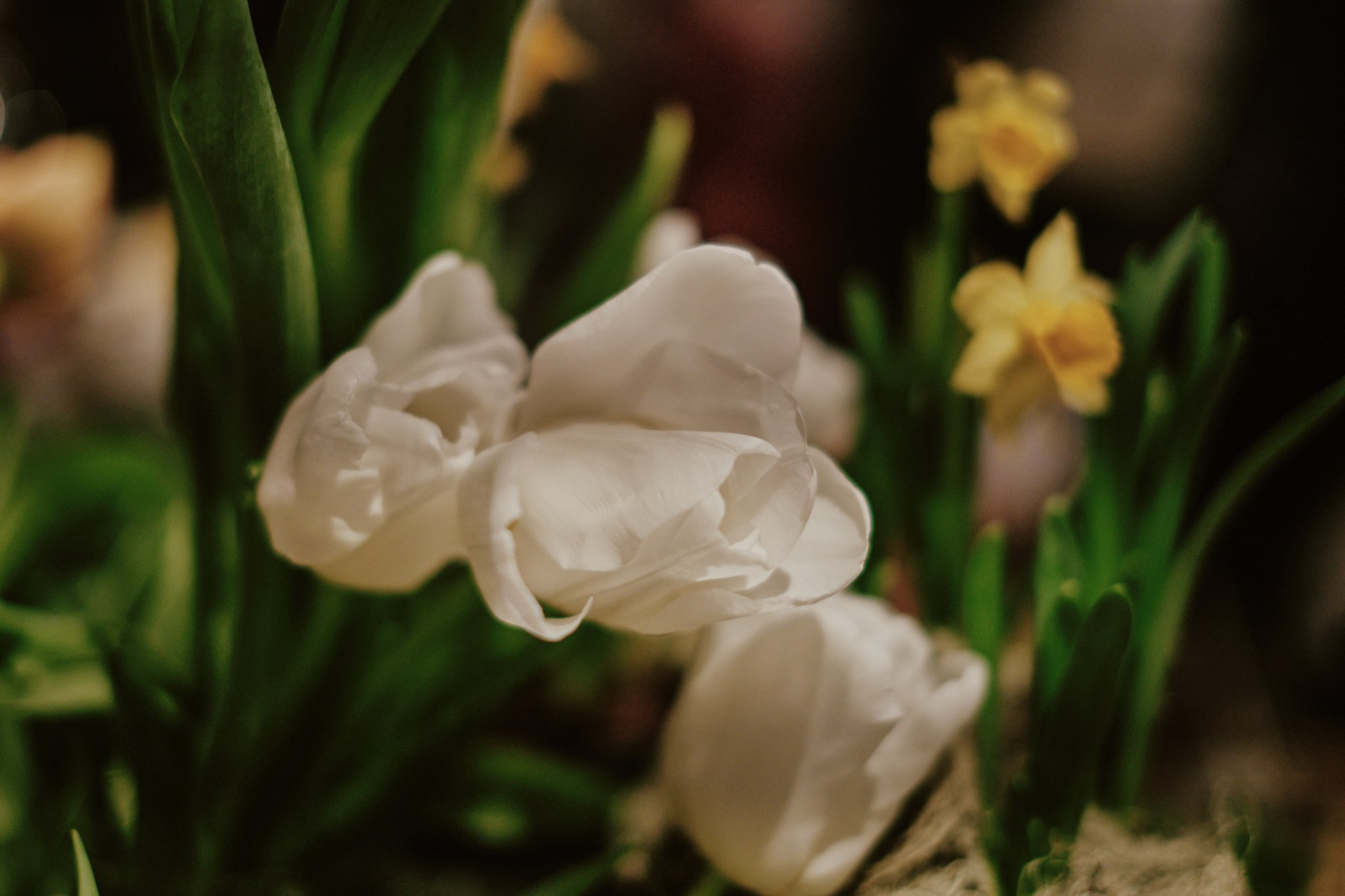 Dance.Party.Spring. Фотограф Аннё| Москва