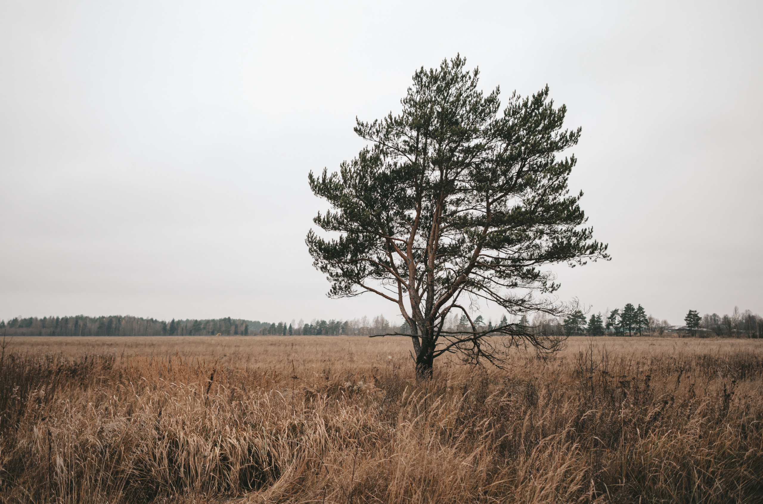 Юлия Гармонщикова. Фотограф и владелица фотостудии. Свадебный и семейный фотограф Вероника Холод