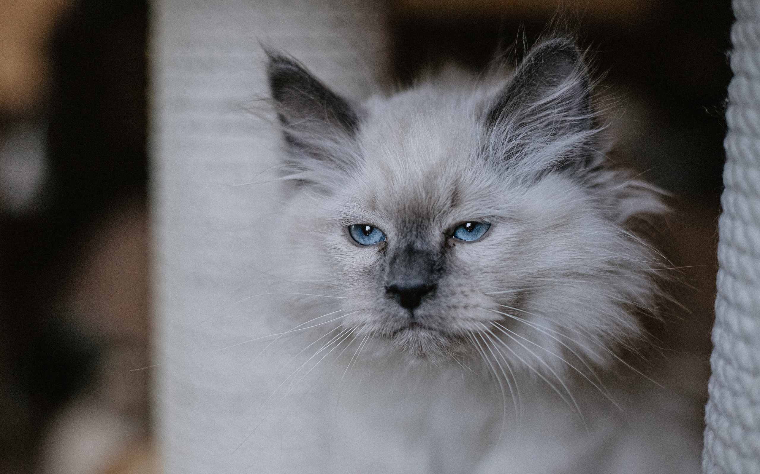 Сибирские котята из питомника «Ратибор» г. Симферополь. Фотограф в Краснодаре Алена Соколовская