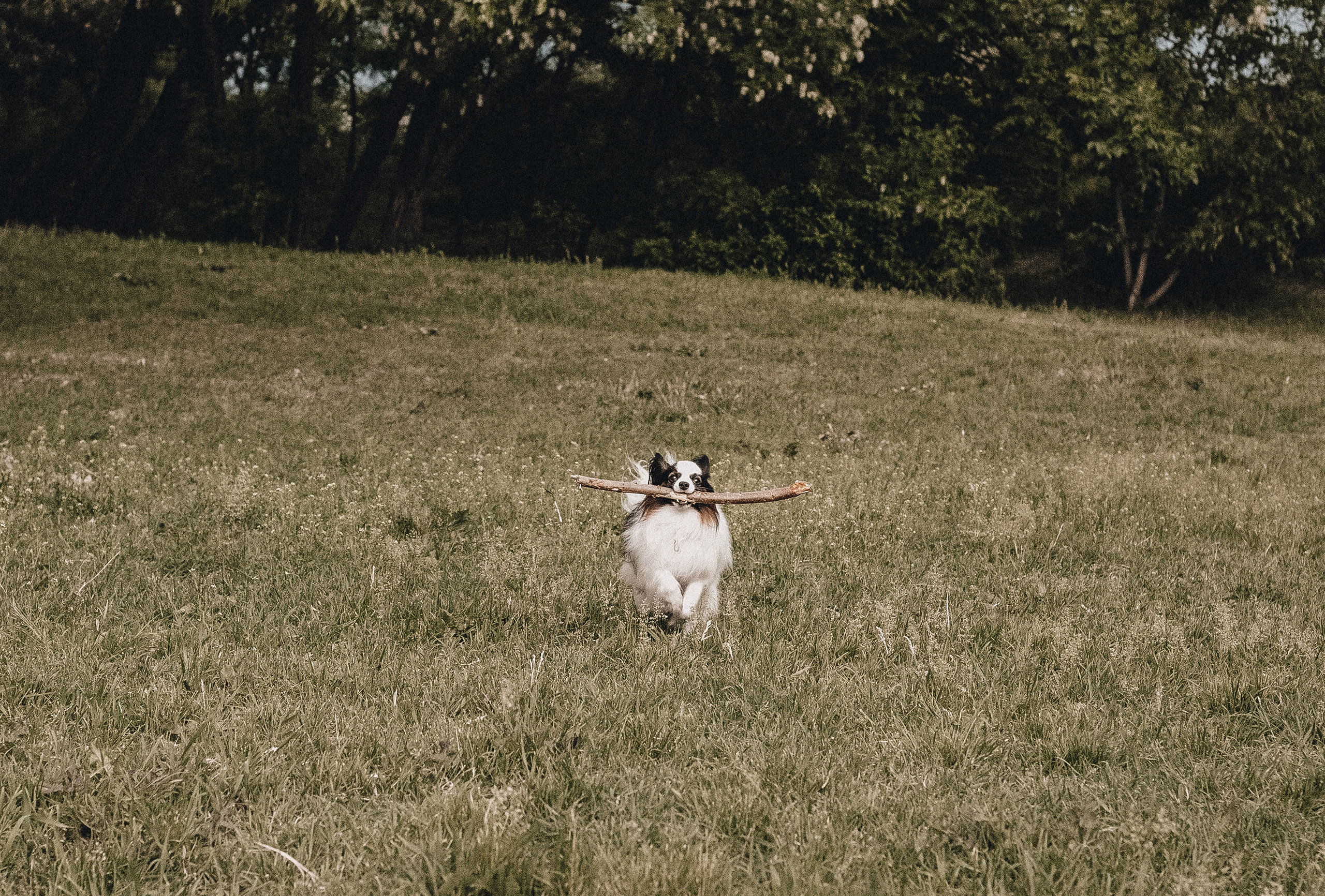 Ира и Пушкин. Фотограф в Краснодаре Алена Соколовская