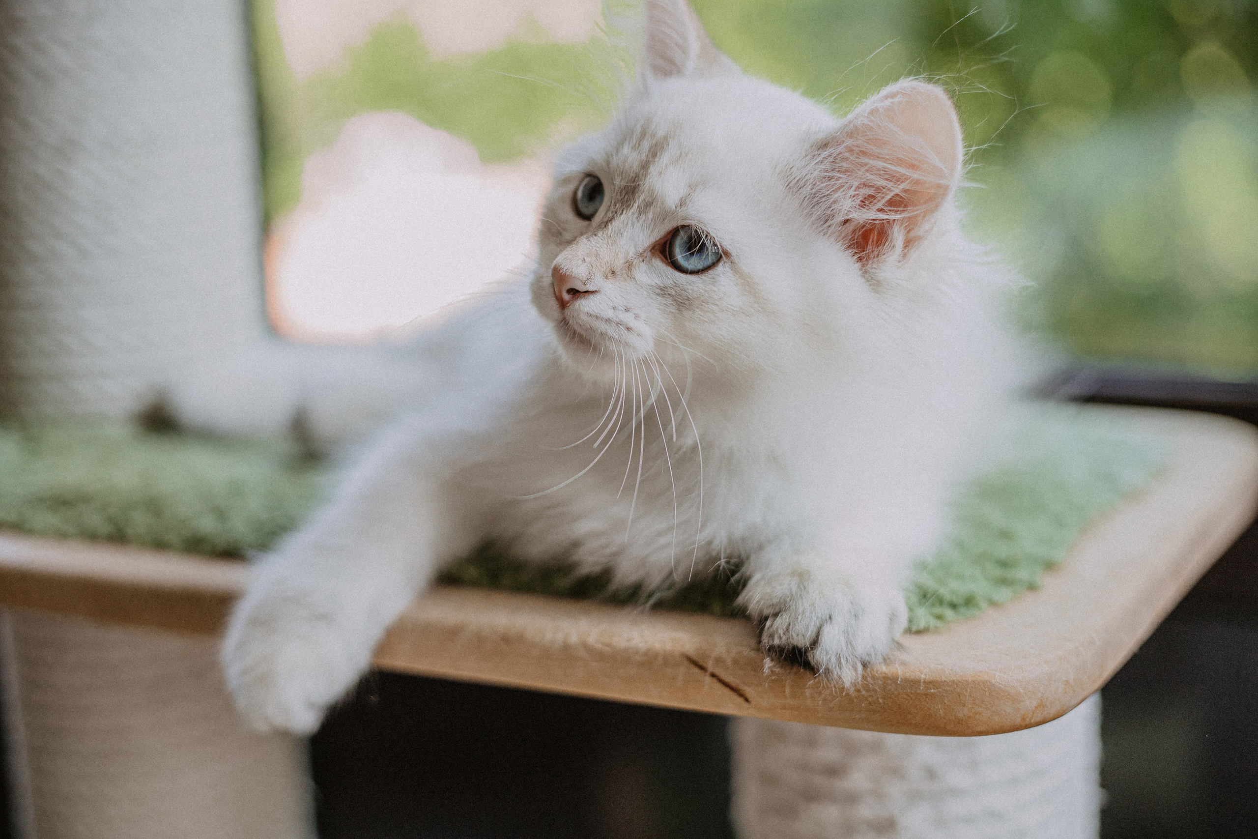 Сибирские котята из питомника «Ратибор» г. Симферополь. Фотограф в Краснодаре Алена Соколовская