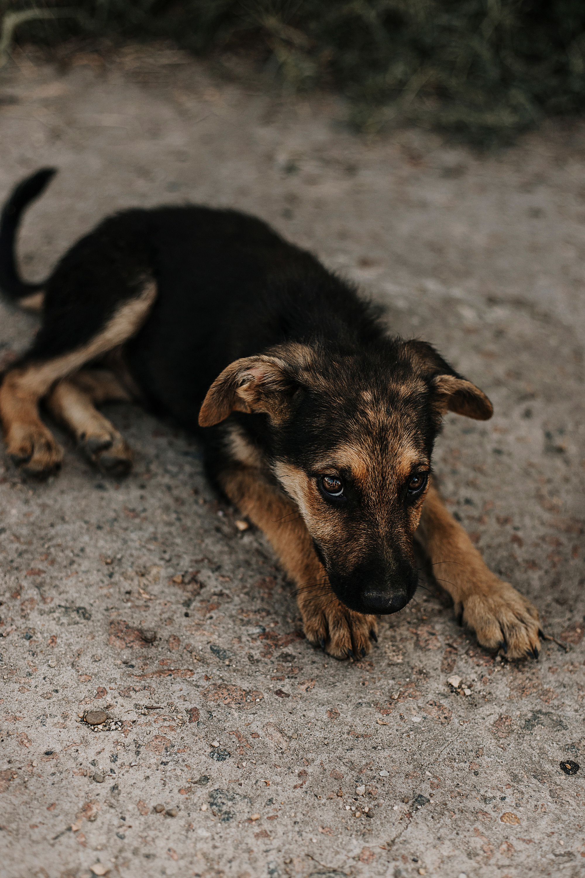 Собаки для пристроя. Фотограф в Краснодаре Алена Соколовская