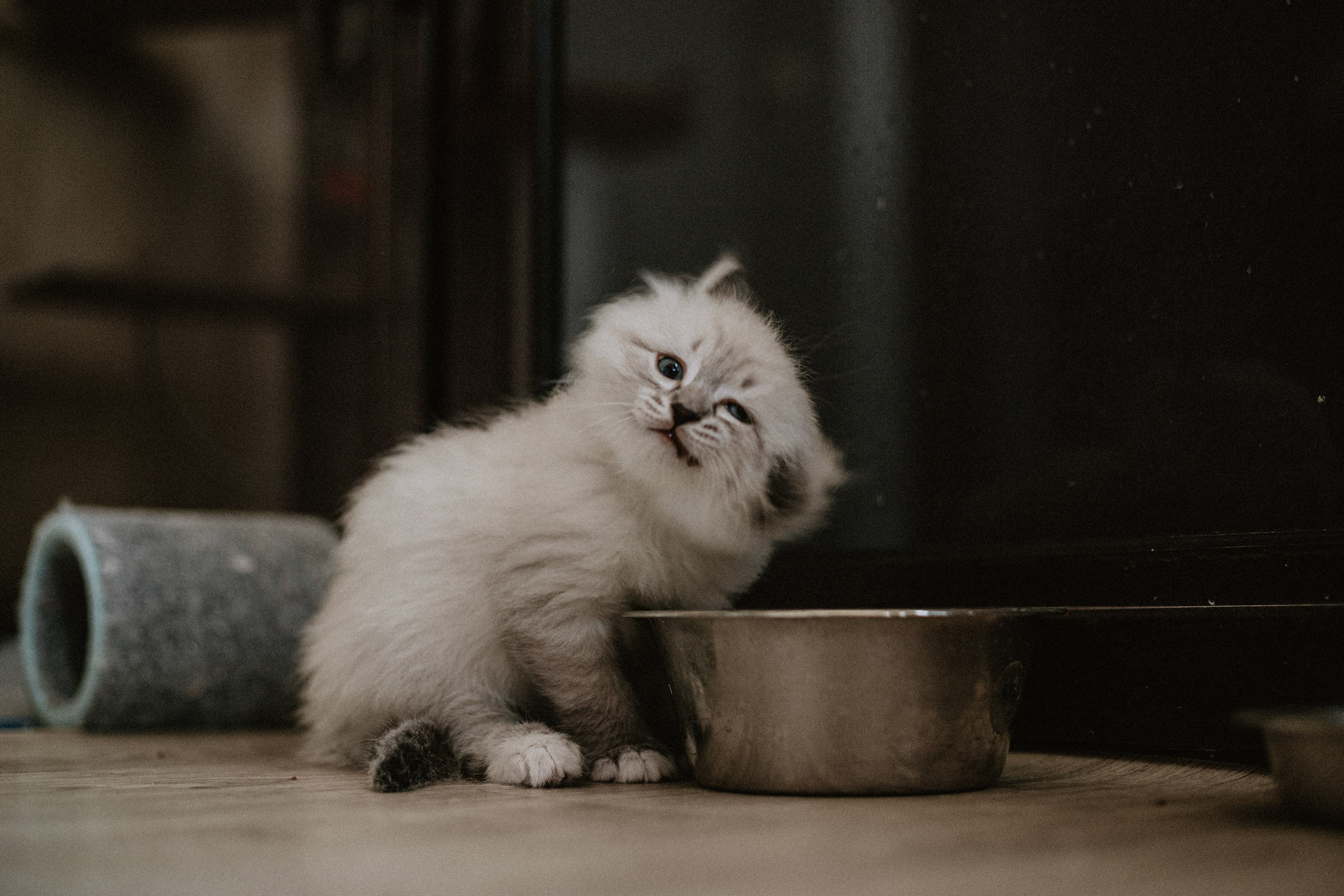 Сибирские котята из питомника «Ратибор» г. Симферополь. Фотограф в Краснодаре Алена Соколовская