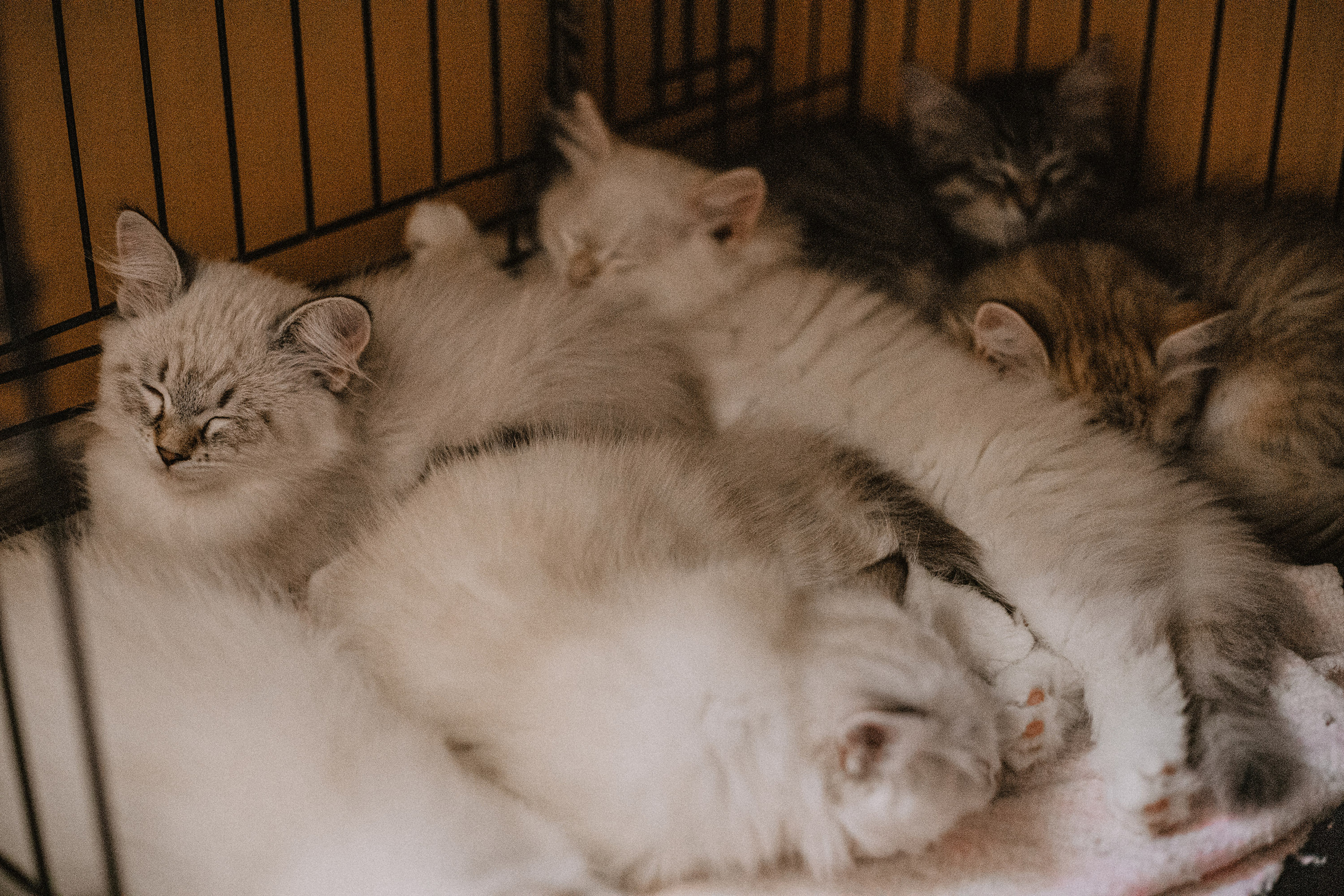 Сибирские котята из питомника «Ратибор» г. Симферополь. Фотограф в Краснодаре Алена Соколовская