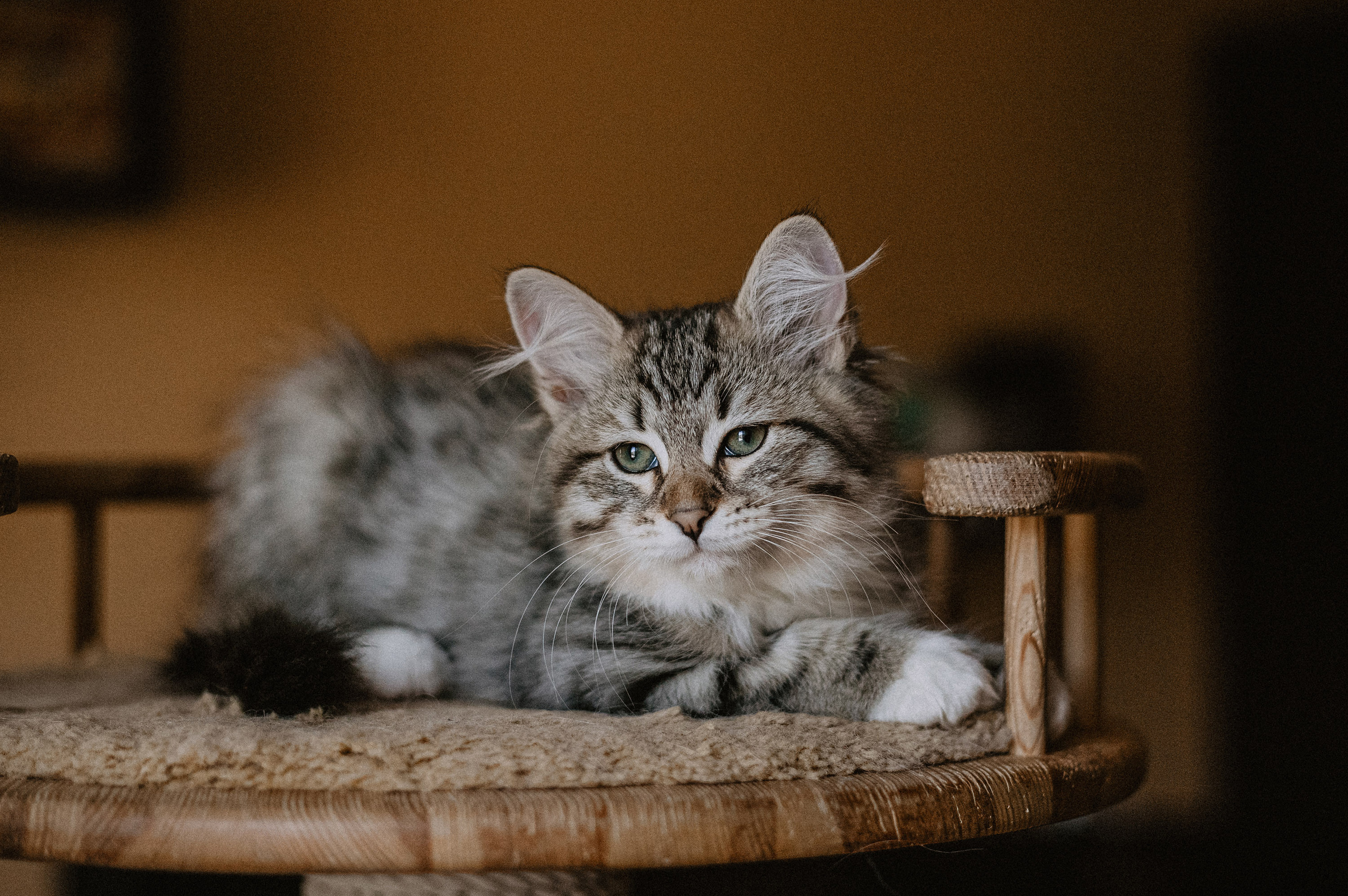 Сибирские котята из питомника «Ратибор» г. Симферополь. Фотограф в Краснодаре Алена Соколовская