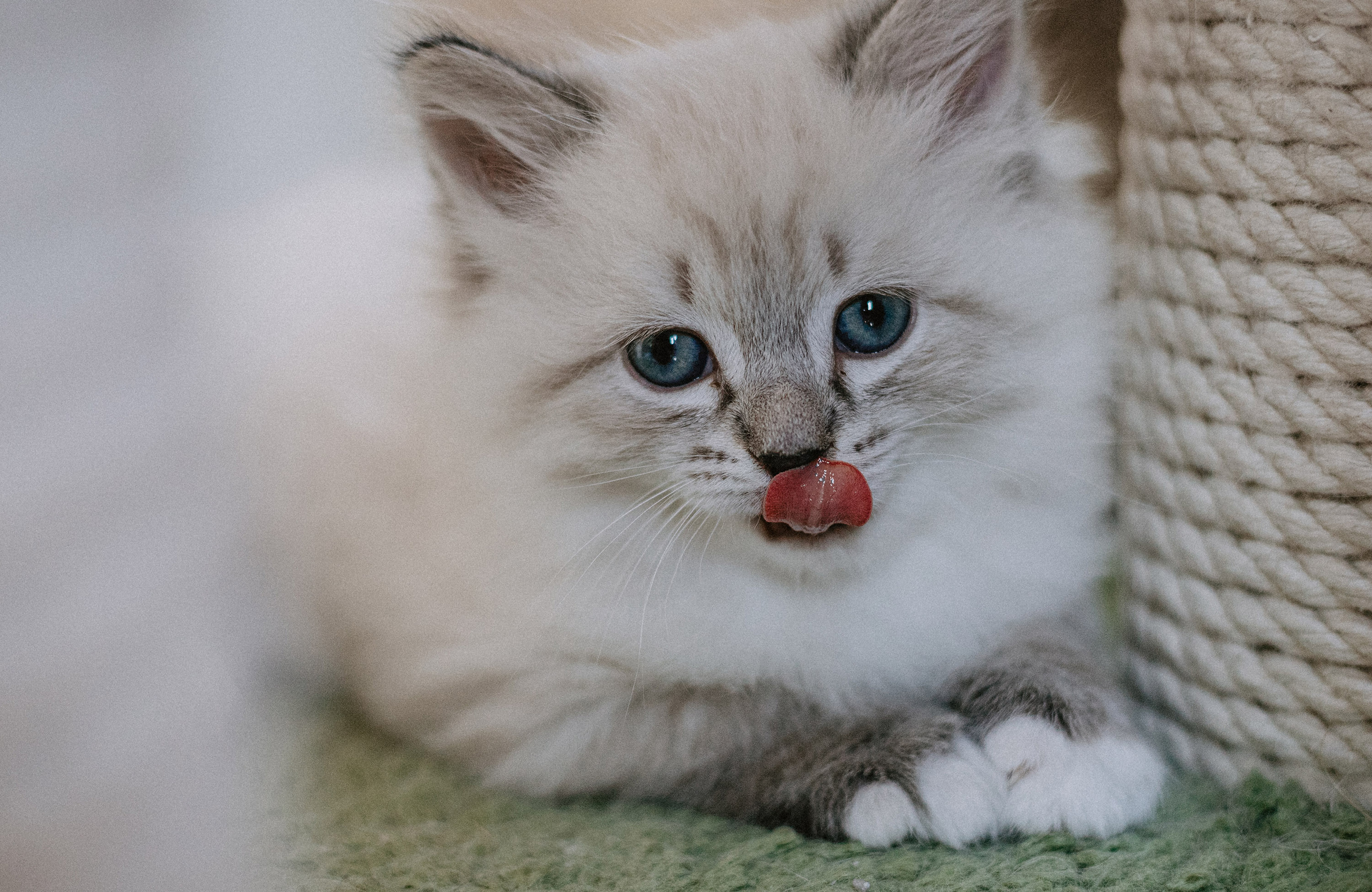 Сибирские котята из питомника «Ратибор» г. Симферополь. Фотограф в Краснодаре Алена Соколовская