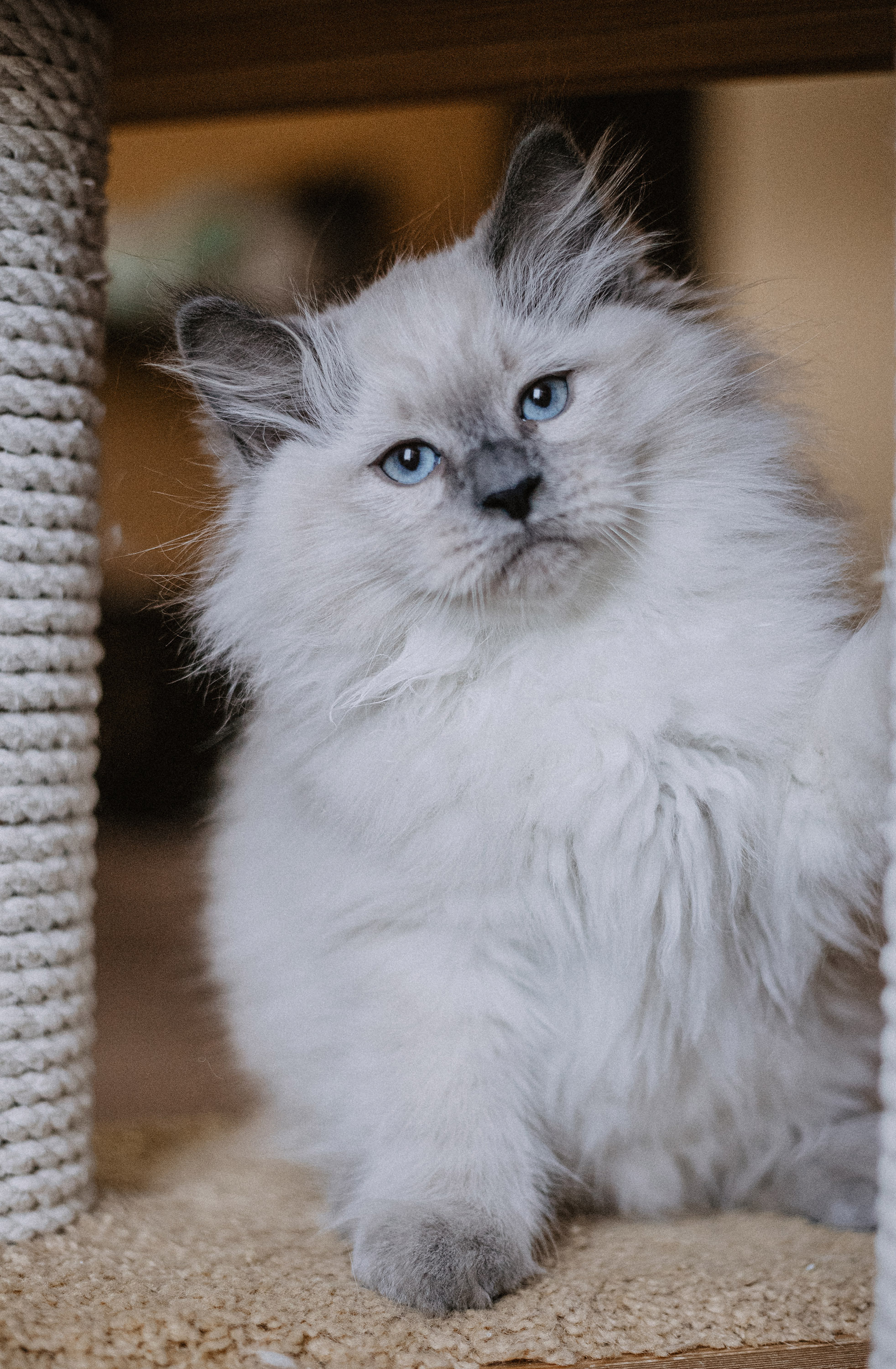 Сибирские котята из питомника «Ратибор» г. Симферополь. Фотограф в Краснодаре Алена Соколовская