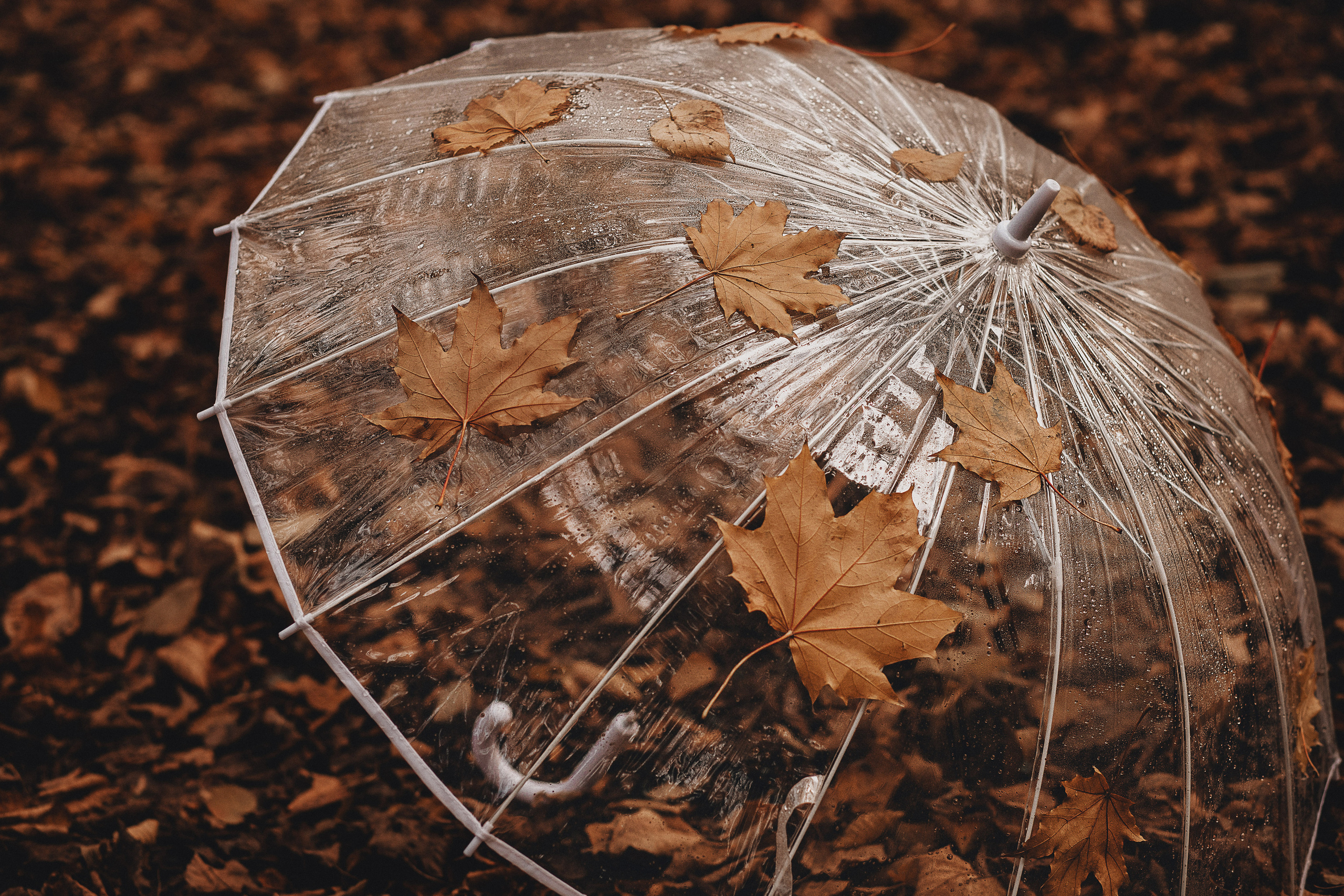 Кроет уж лист золотой…. Фотограф в Краснодаре Алена Соколовская