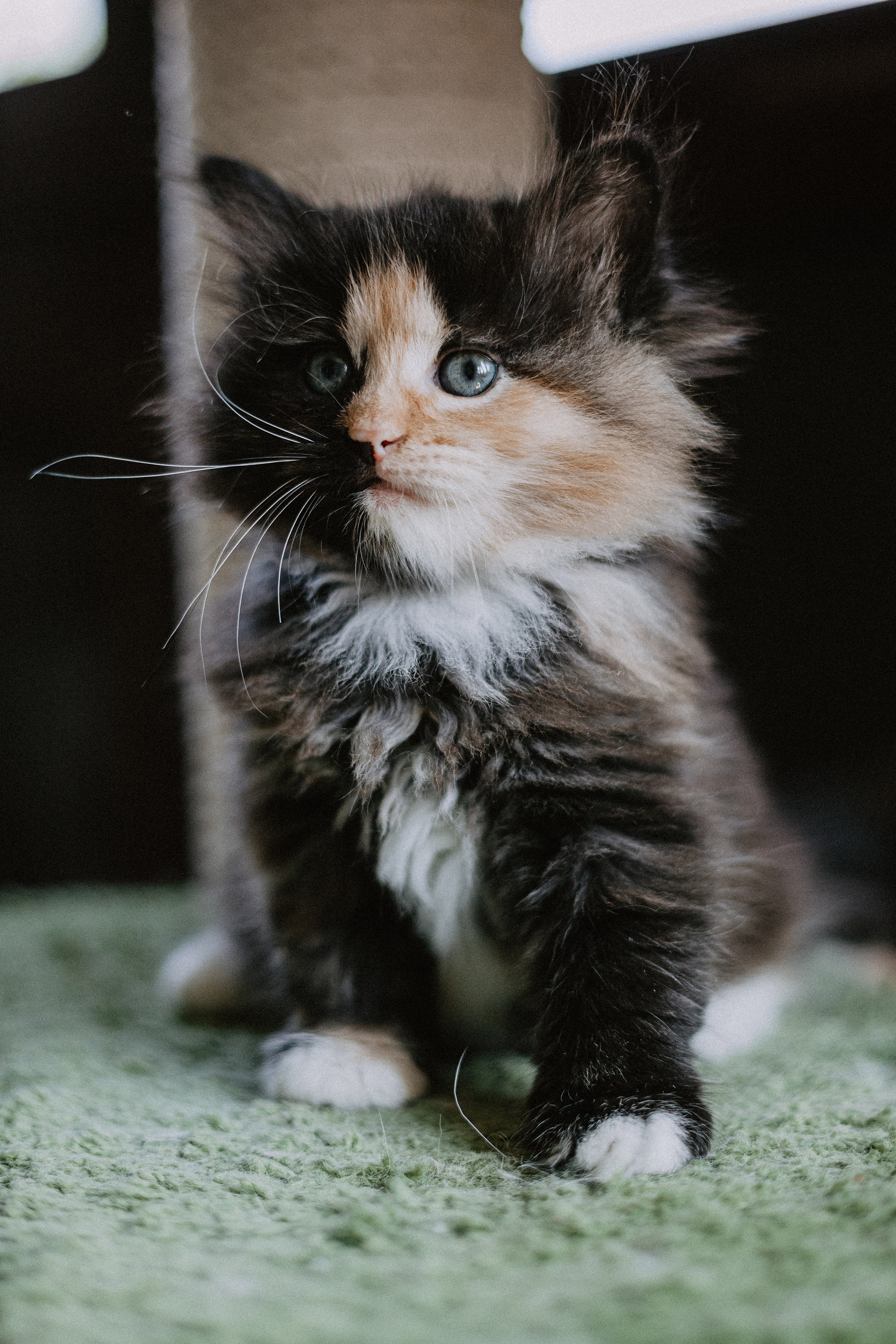 Сибирские котята из питомника «Ратибор» г. Симферополь. Фотограф в Краснодаре Алена Соколовская