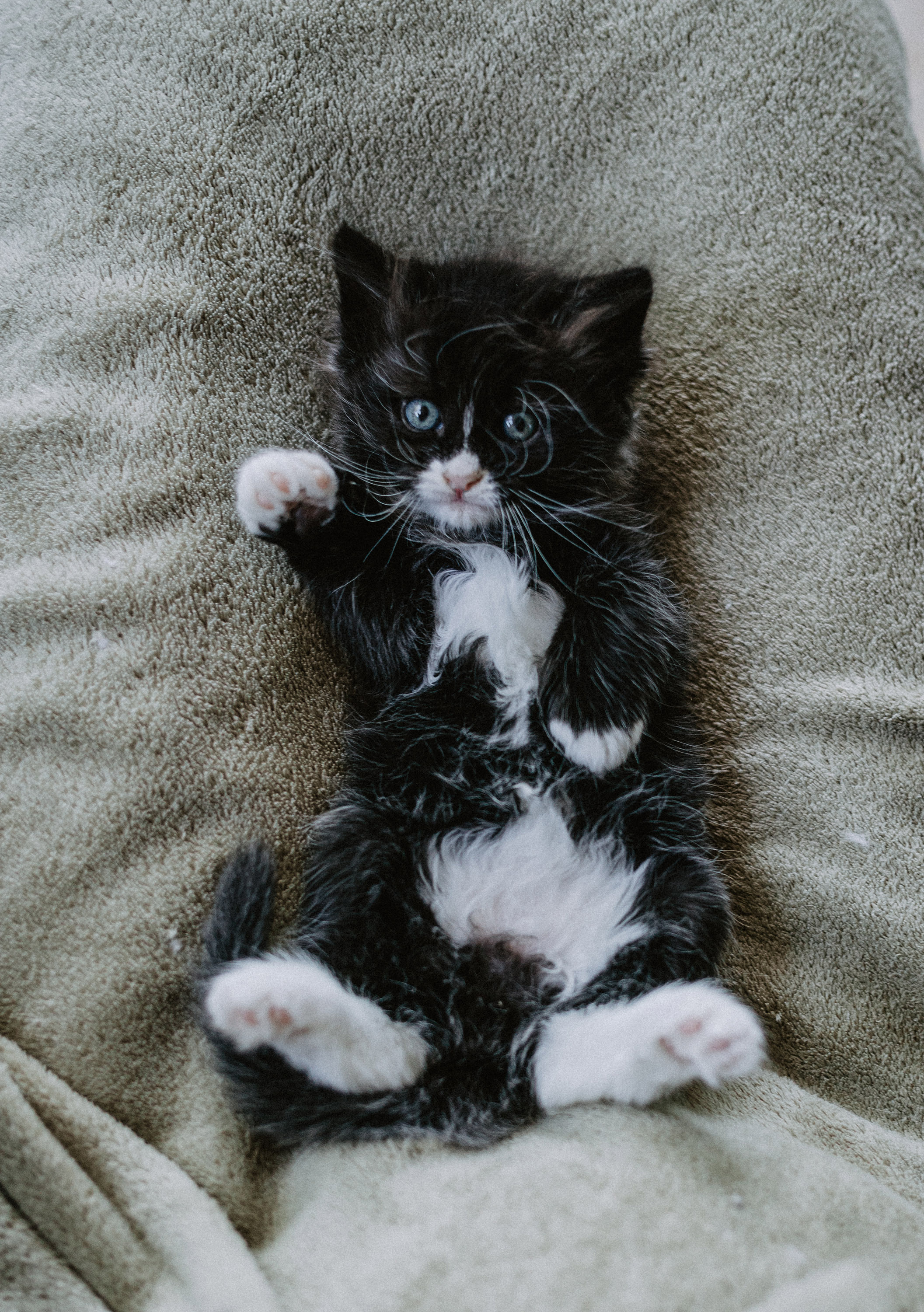 Сибирские котята из питомника «Ратибор» г. Симферополь. Фотограф в Краснодаре Алена Соколовская