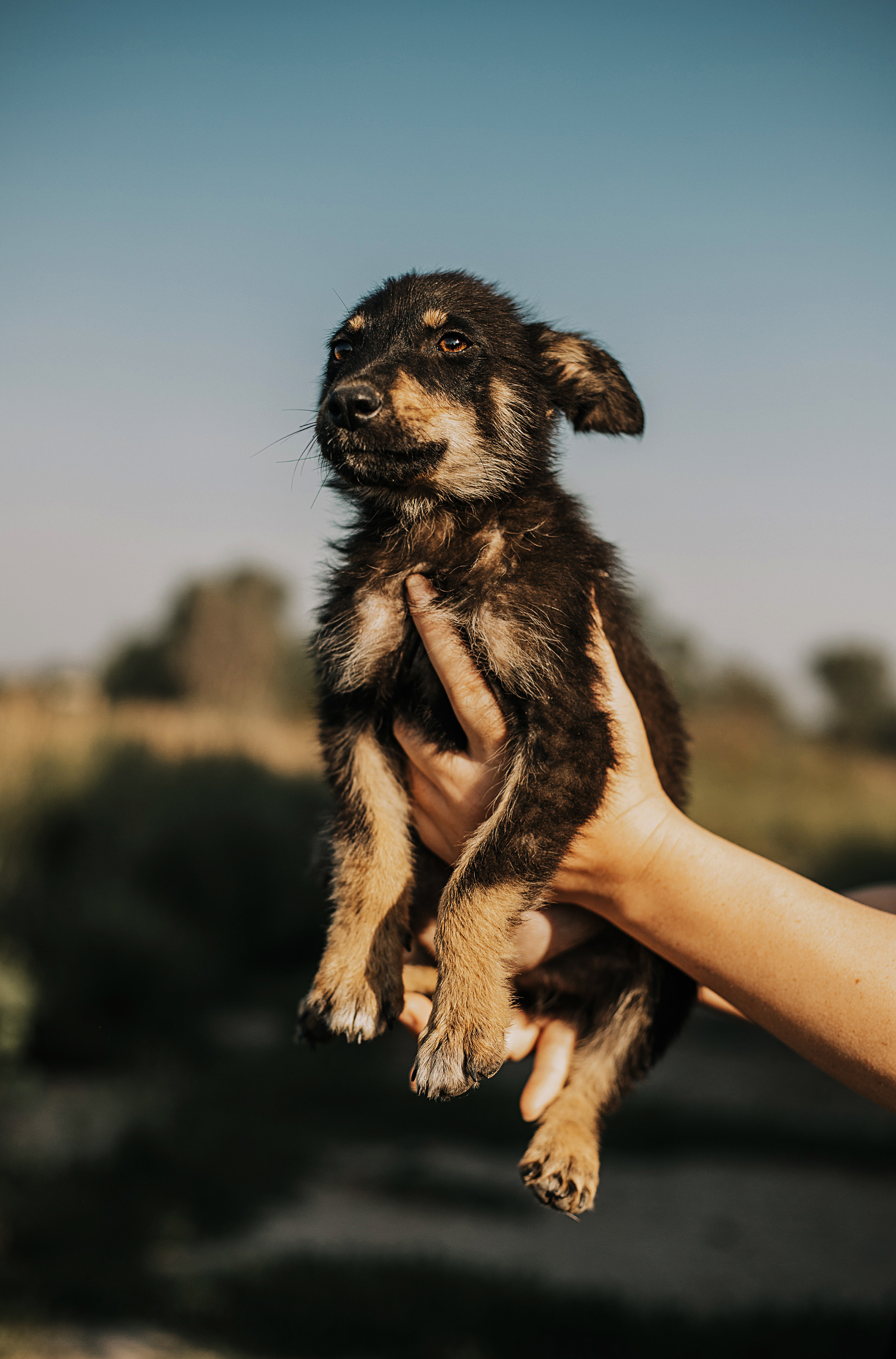 Собаки для пристроя. Фотограф в Краснодаре Алена Соколовская