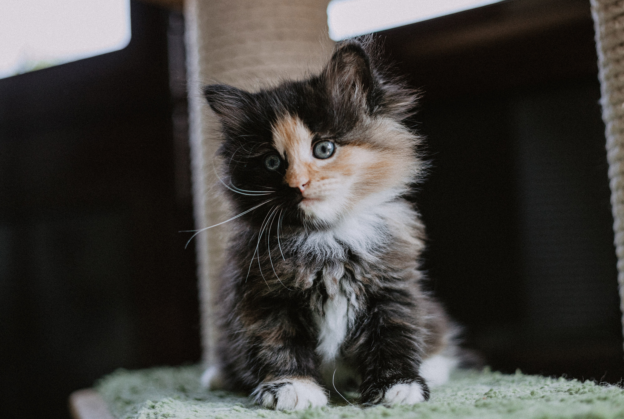 Сибирские котята из питомника «Ратибор» г. Симферополь. Фотограф в Краснодаре Алена Соколовская