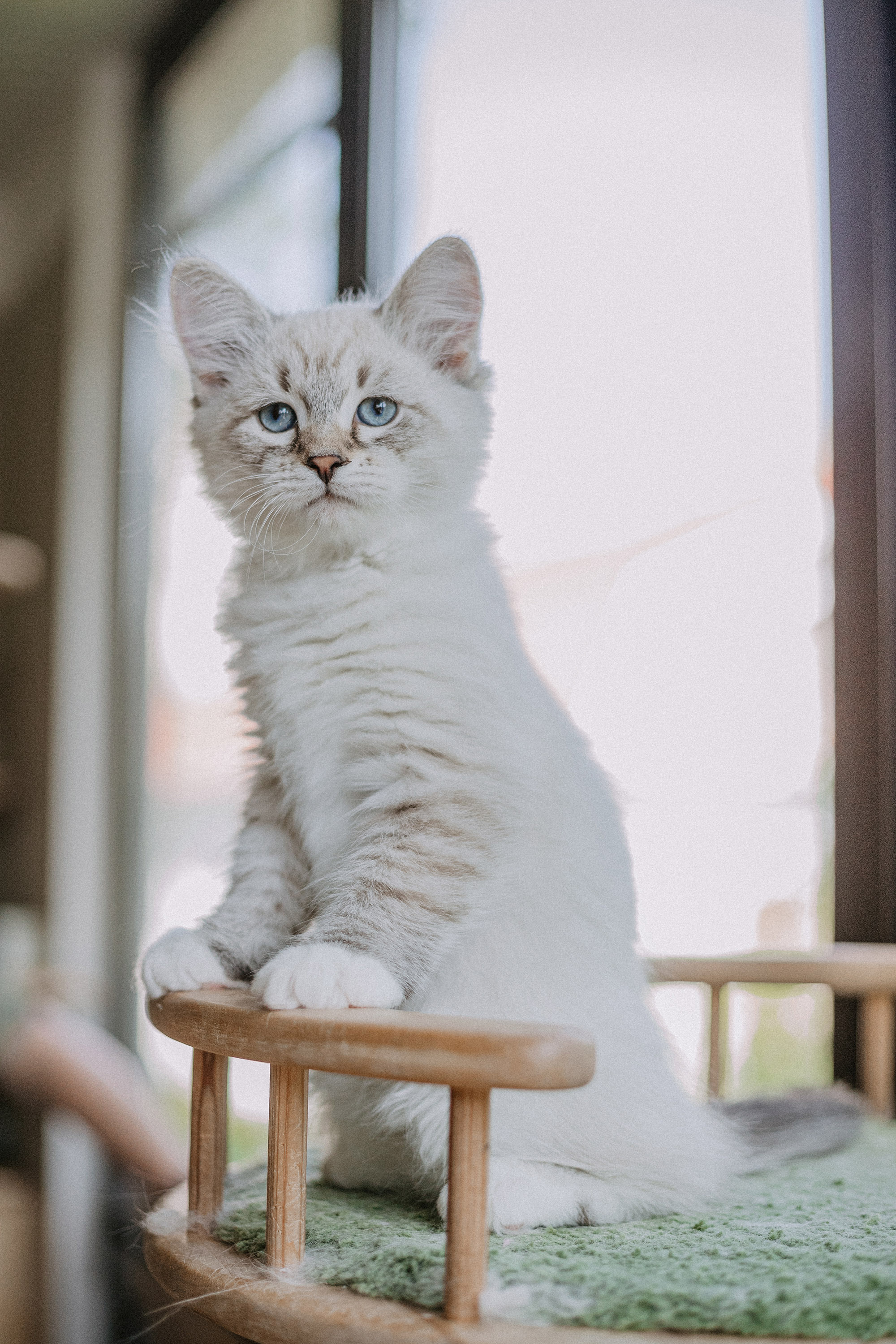 Сибирские котята из питомника «Ратибор» г. Симферополь. Фотограф в Краснодаре Алена Соколовская