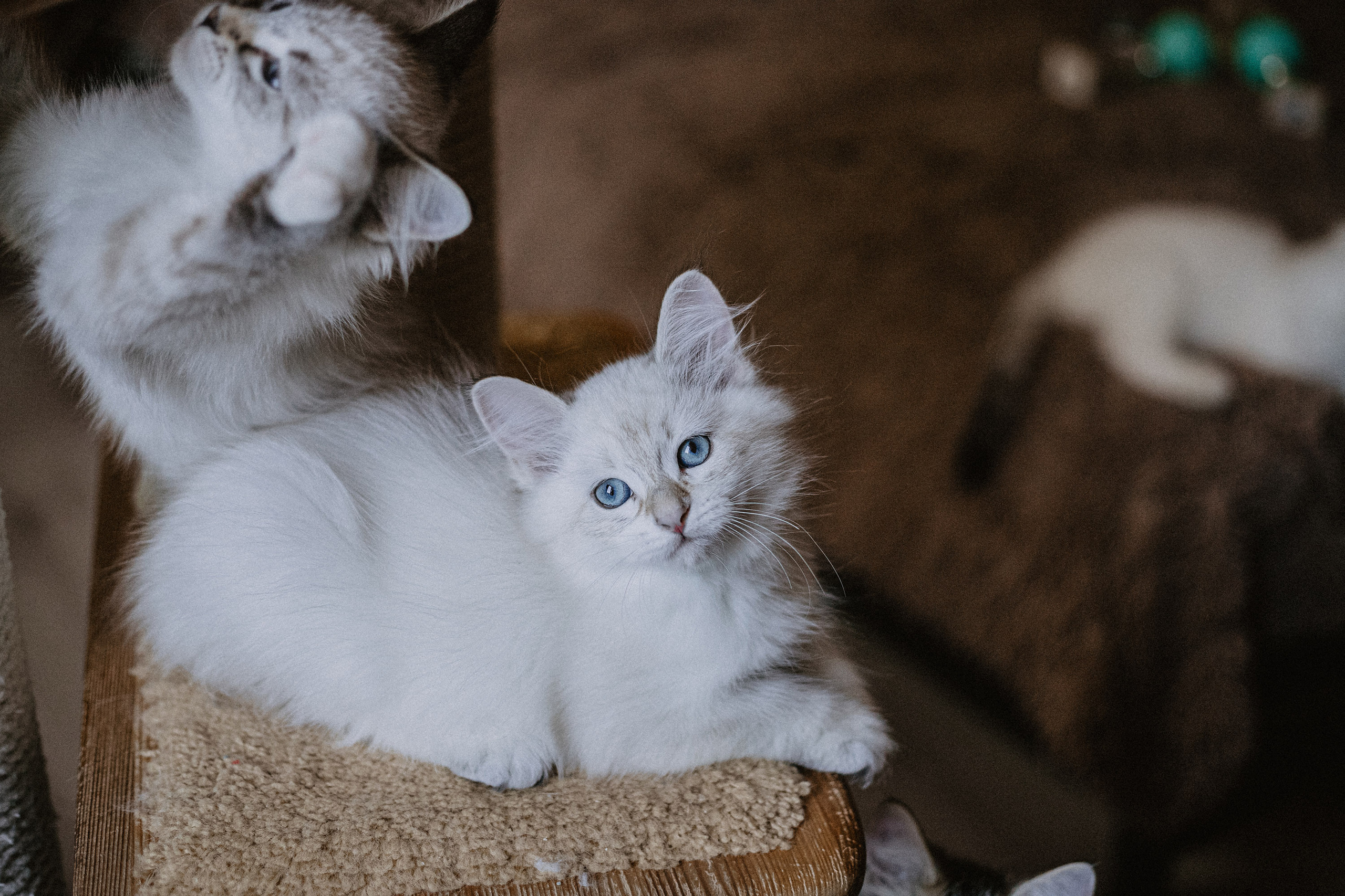 Сибирские котята из питомника «Ратибор» г. Симферополь. Фотограф в Краснодаре Алена Соколовская