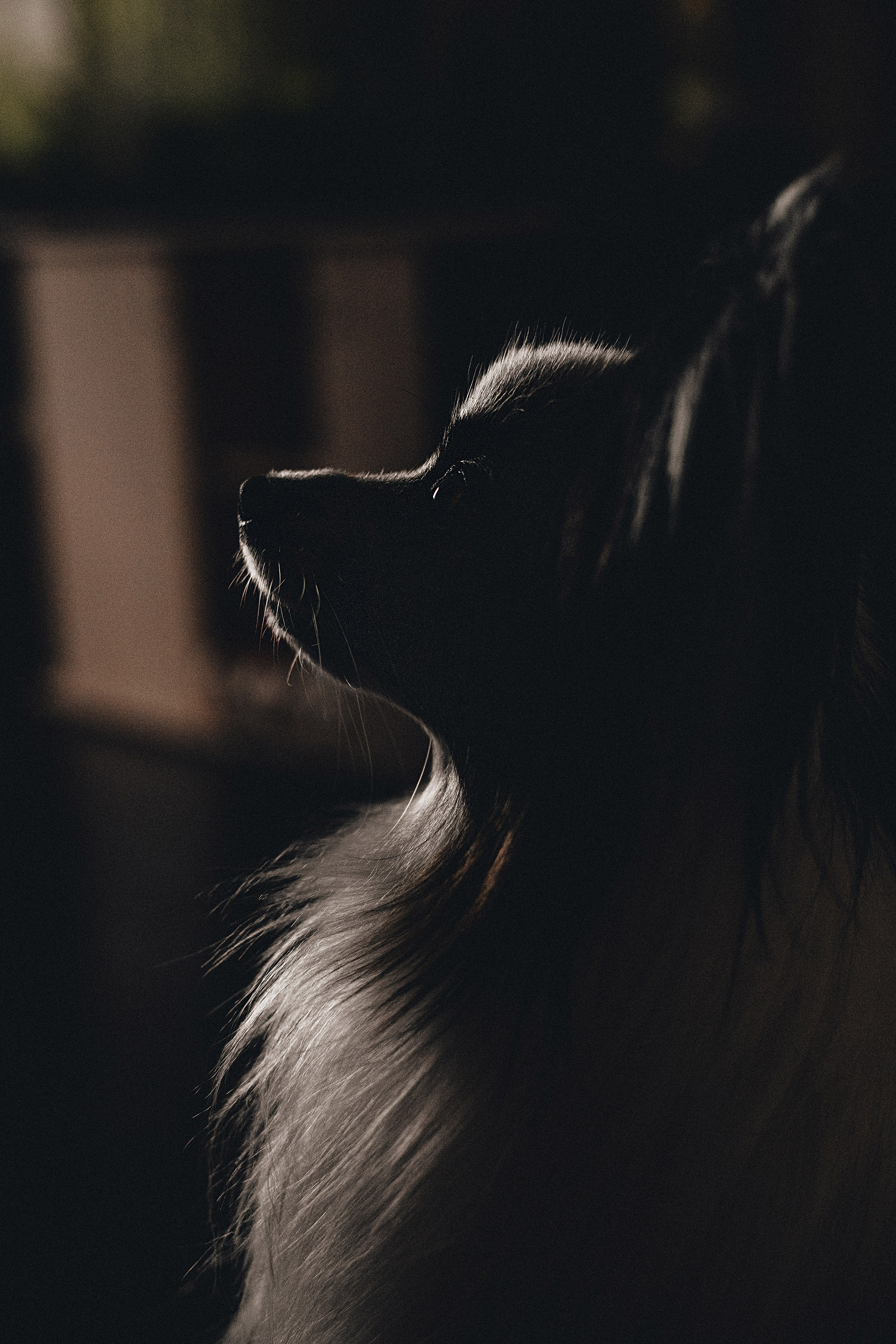 Пушкин. Фотограф в Краснодаре Алена Соколовская