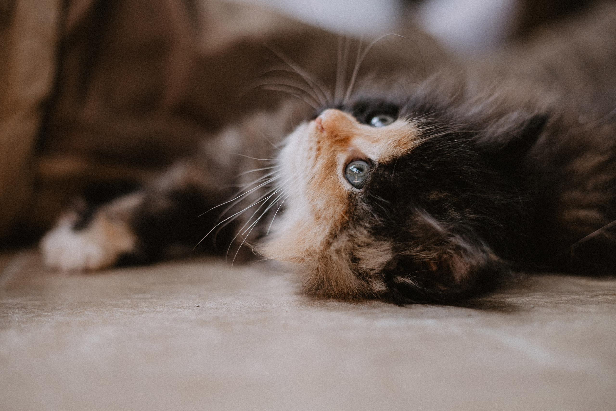 Сибирские котята из питомника «Ратибор» г. Симферополь. Фотограф в Краснодаре Алена Соколовская